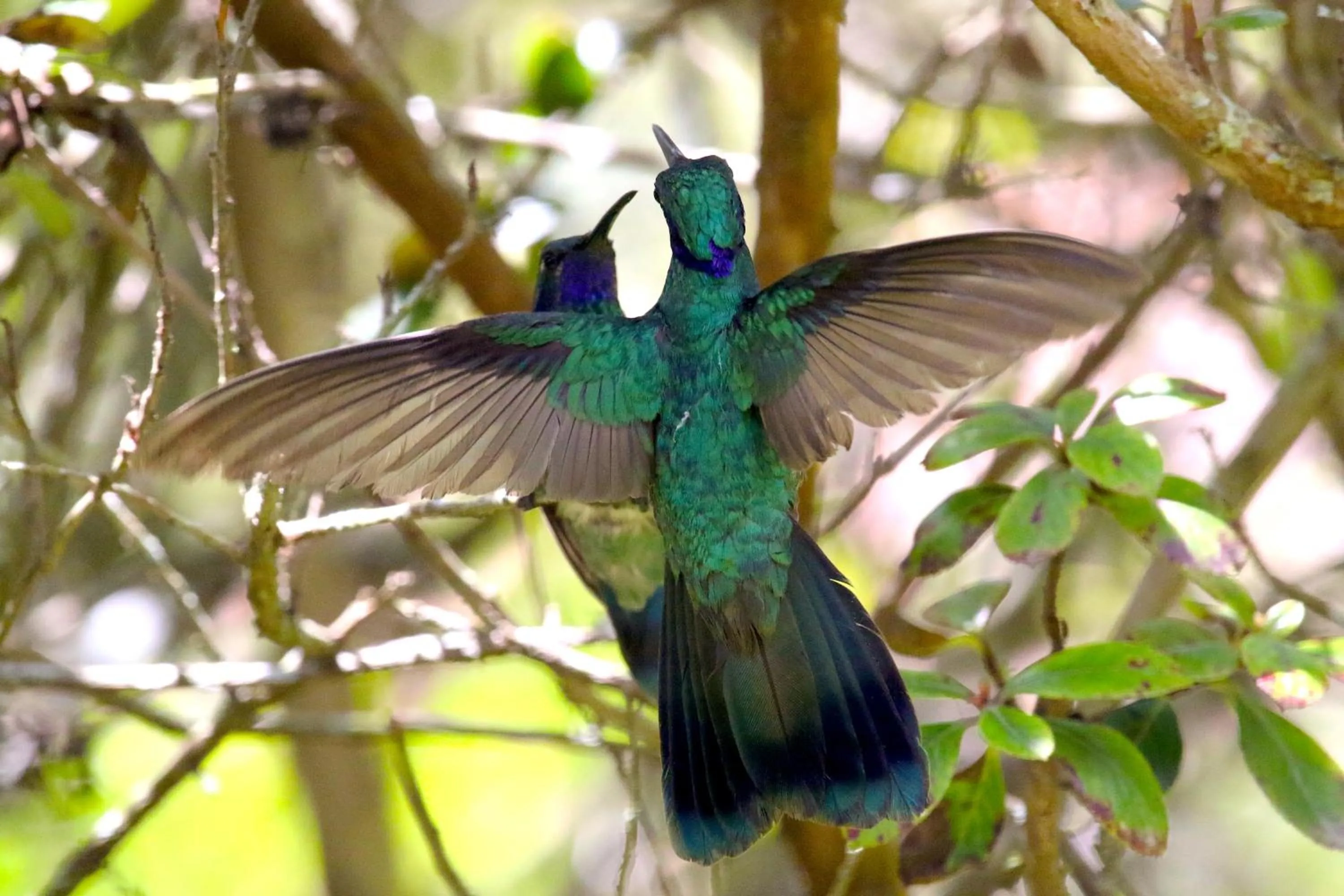 Natural landscape in Hosteria Cananvalle