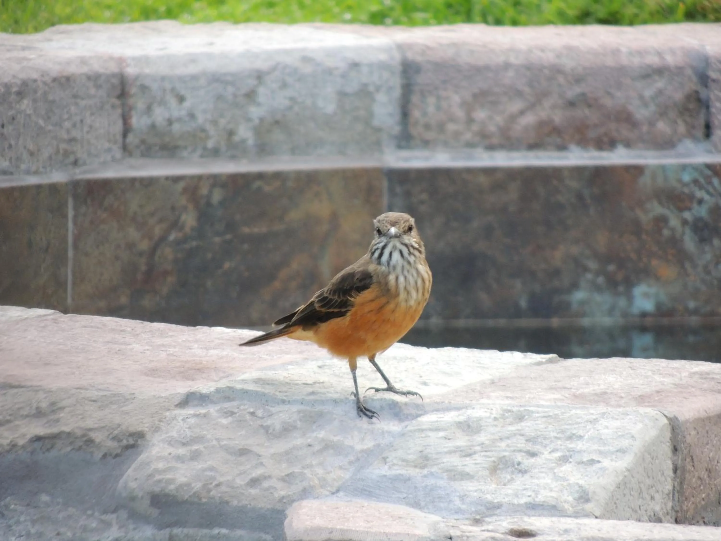 Day in Hosteria Cananvalle