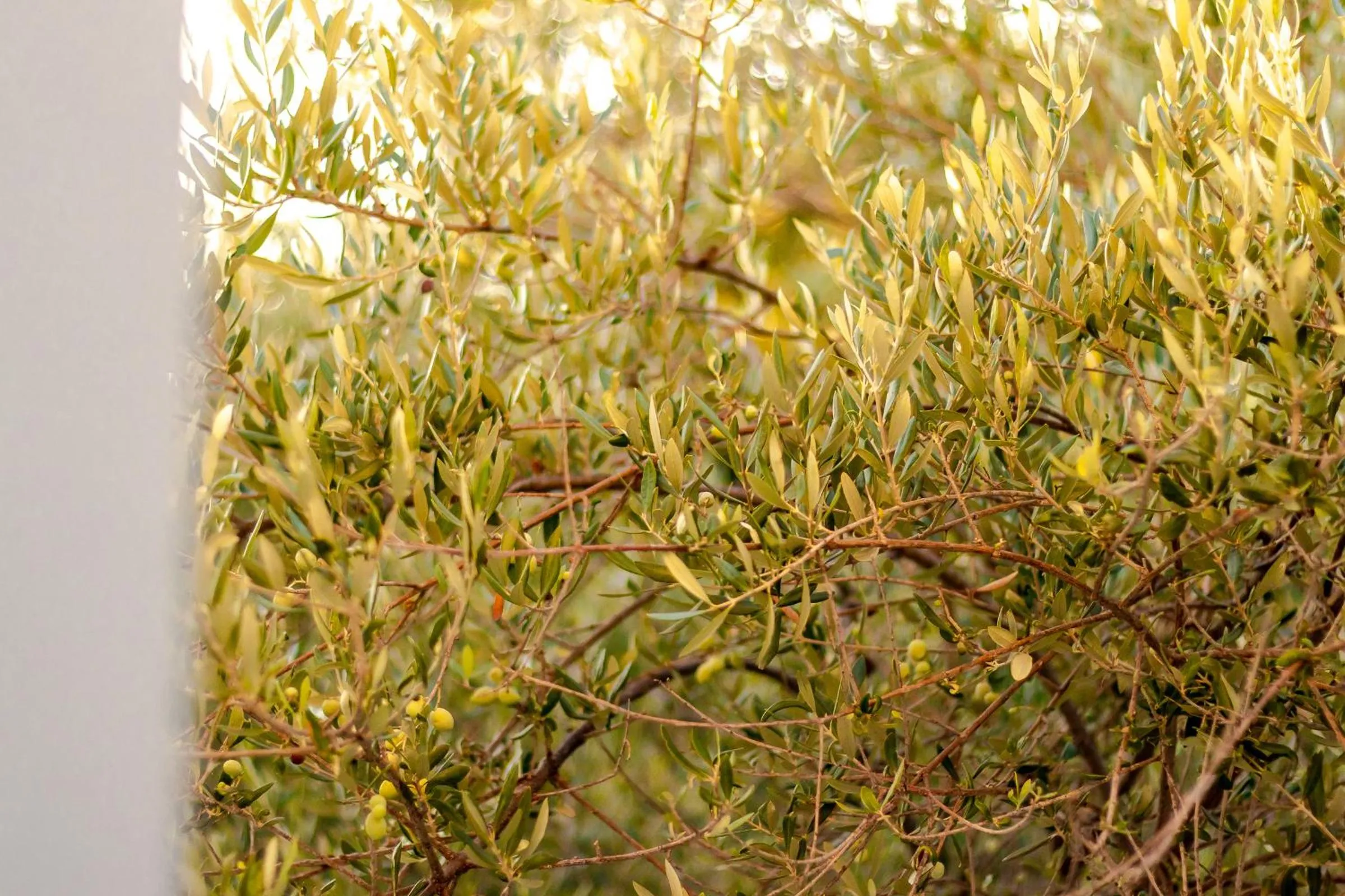 Peroulia Beach Houses