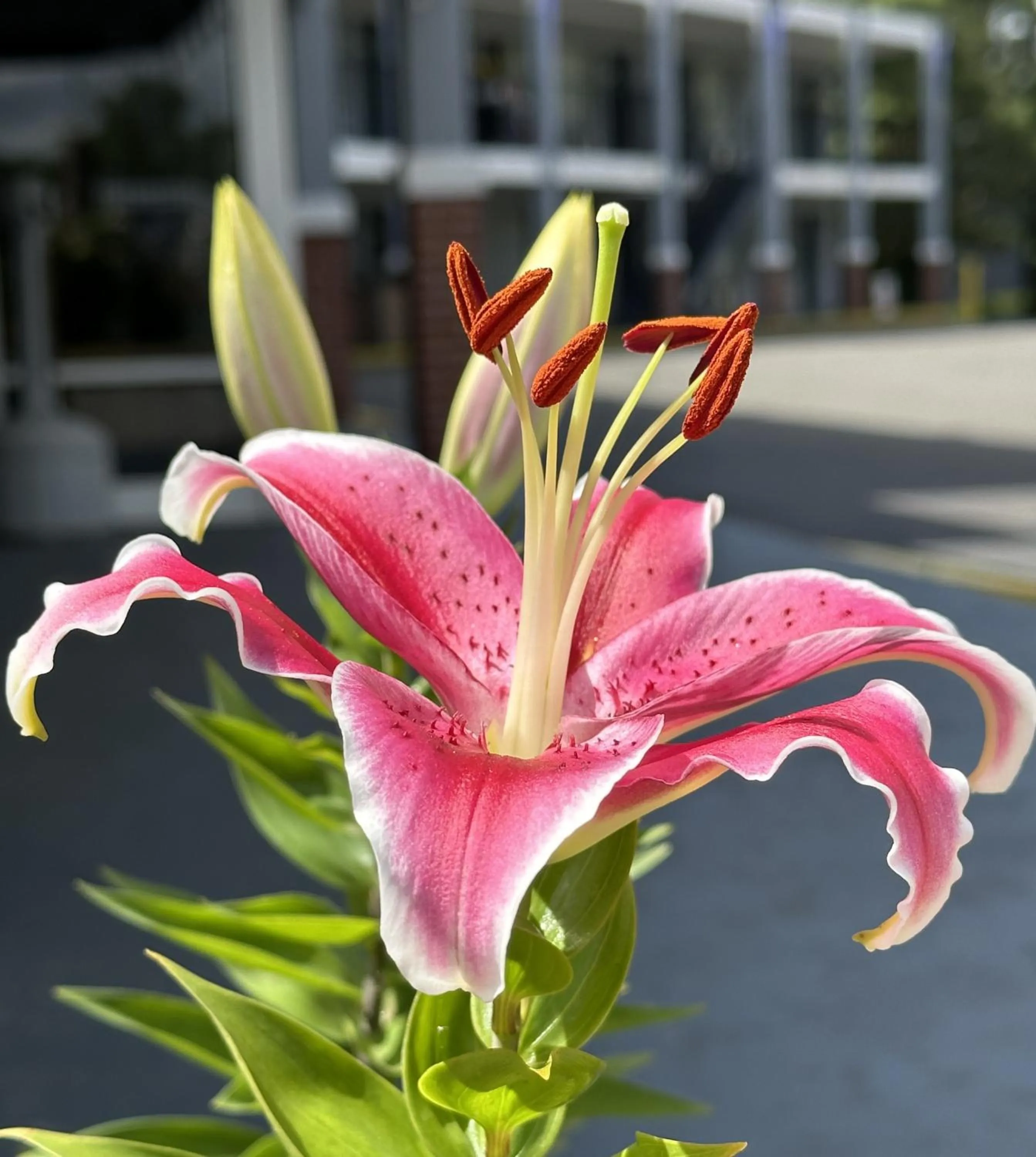 NATION'S INN of Wake County - Raleigh Crabtree