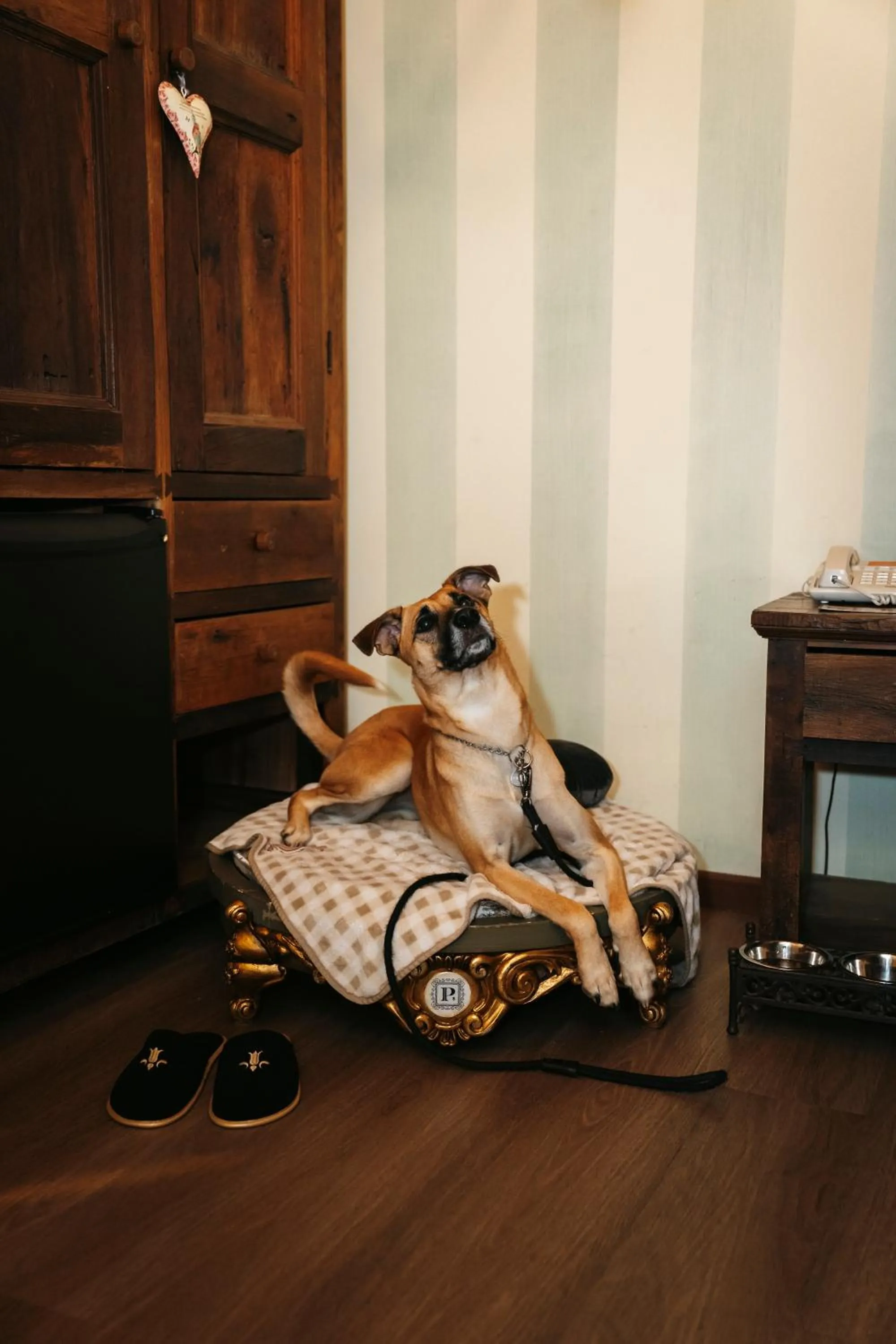 Pets in Petit Casa da Montanha