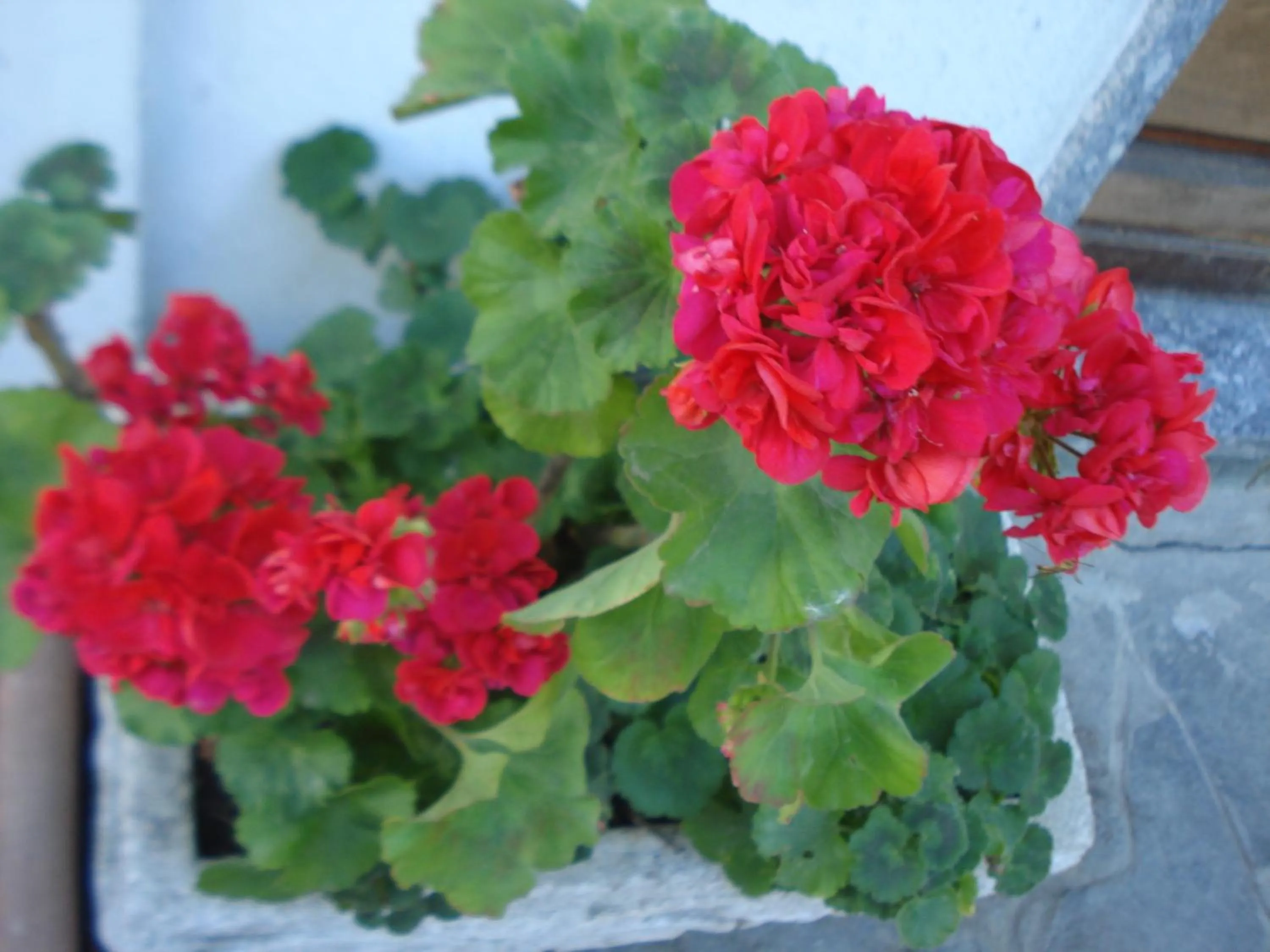 Garden in Casa T Bed and Breakfast & Home Restaurant di Tacchino Simone