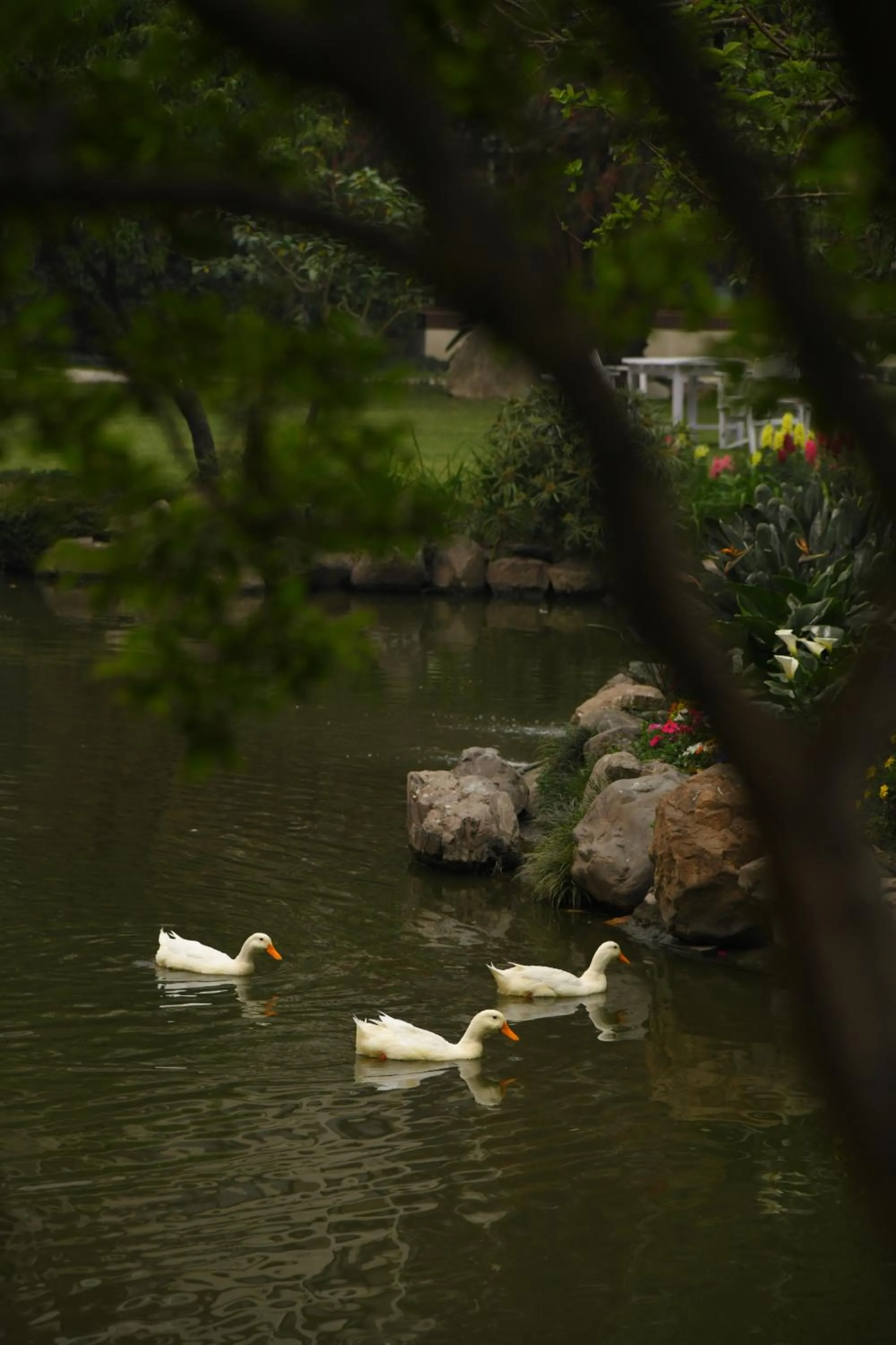 Garden in Hotel Yak & Yeti