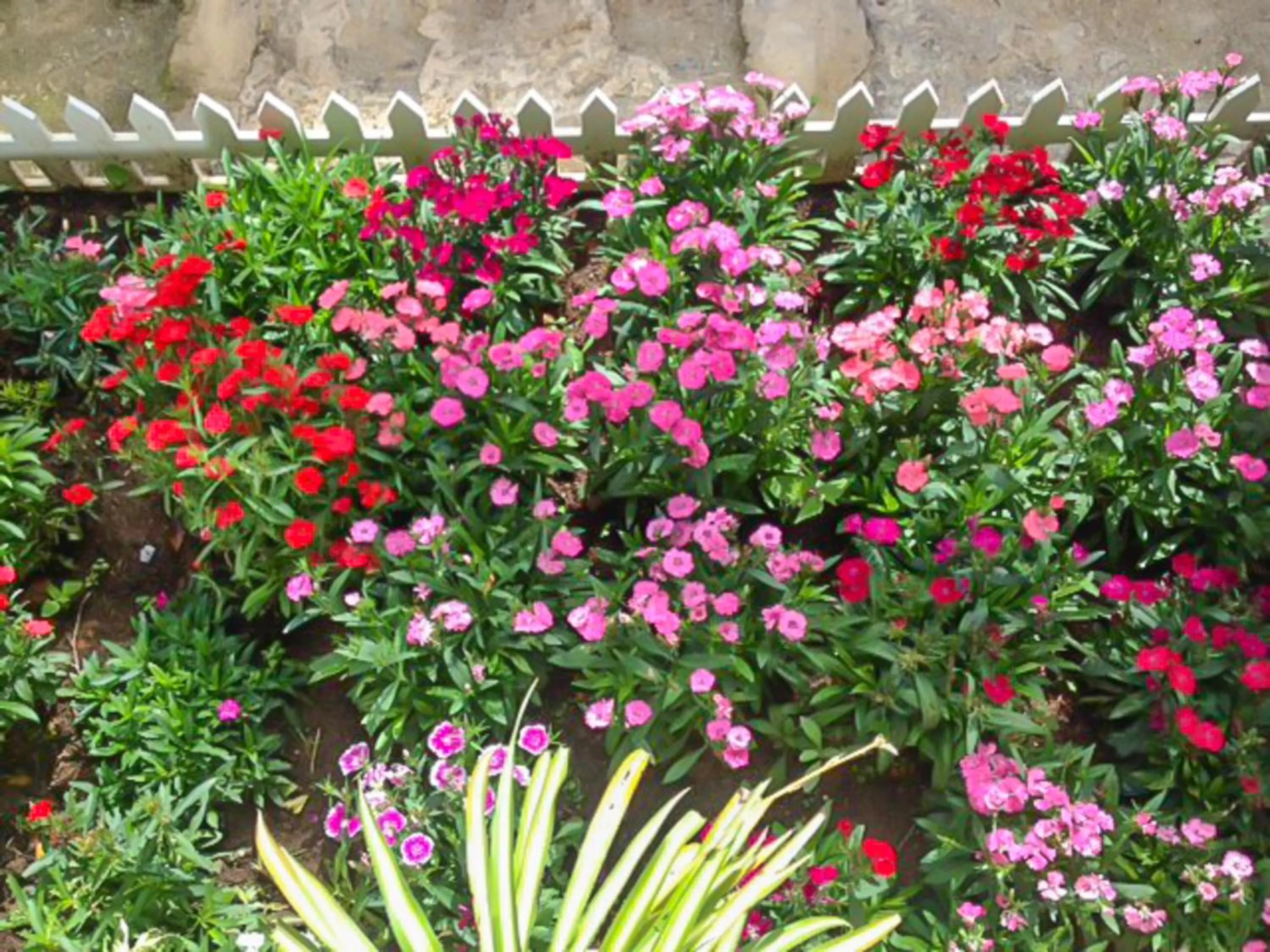 Garden in Jolie House