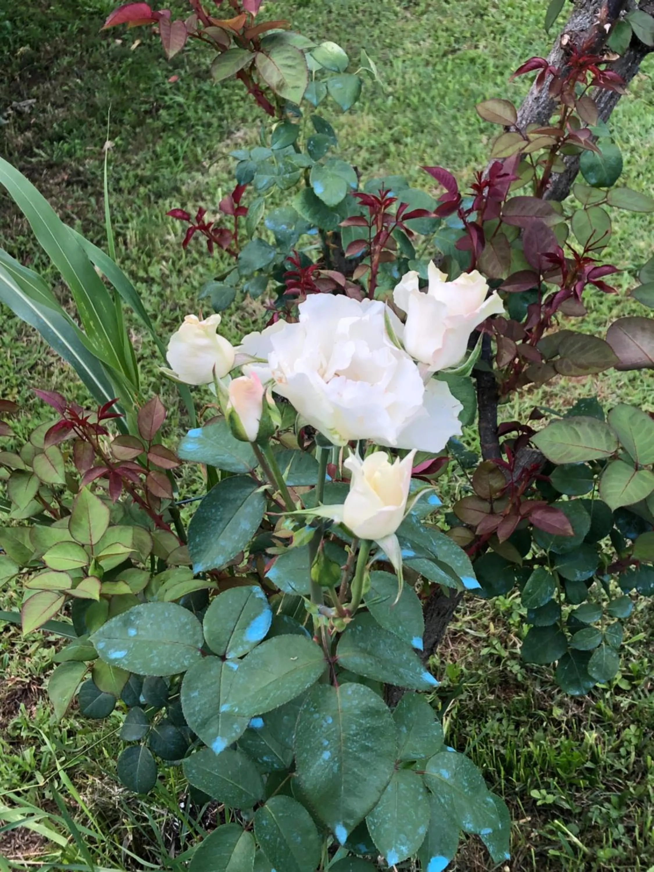 Property building in B&B la Serenissima