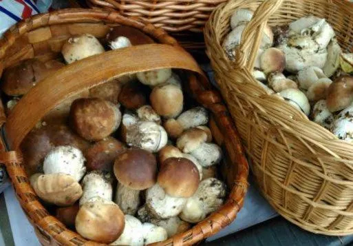 Area and facilities in Bungalows Granja Escuela Arlanzón