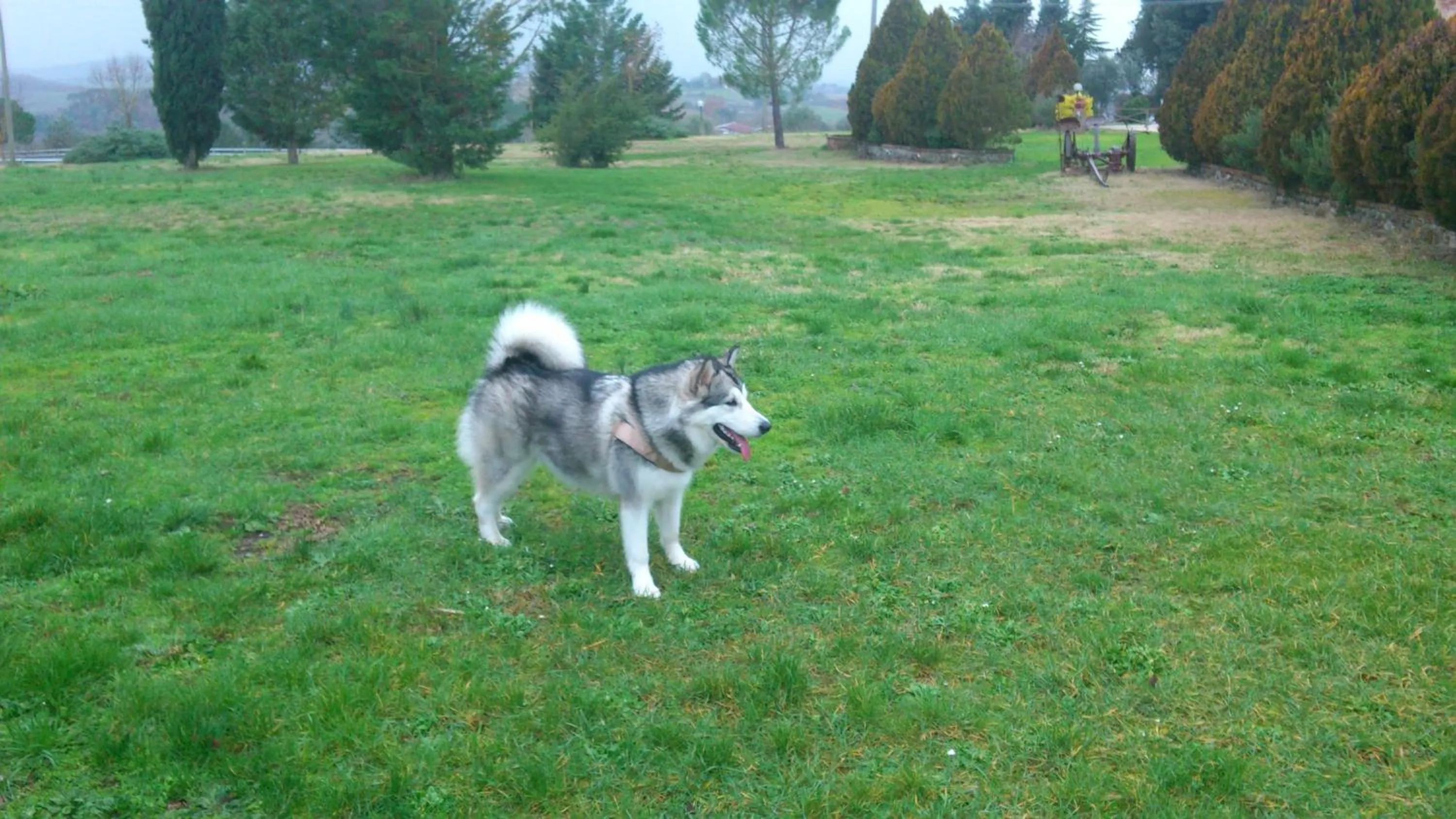 Pets in Fattoria Pieve a Salti
