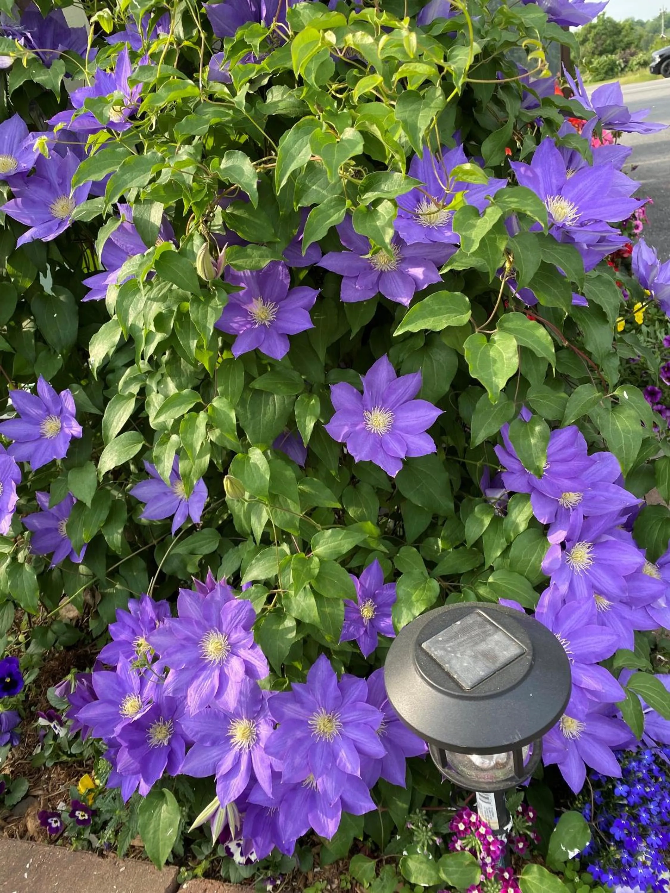 Garden in Hotel Motel Bonsoir