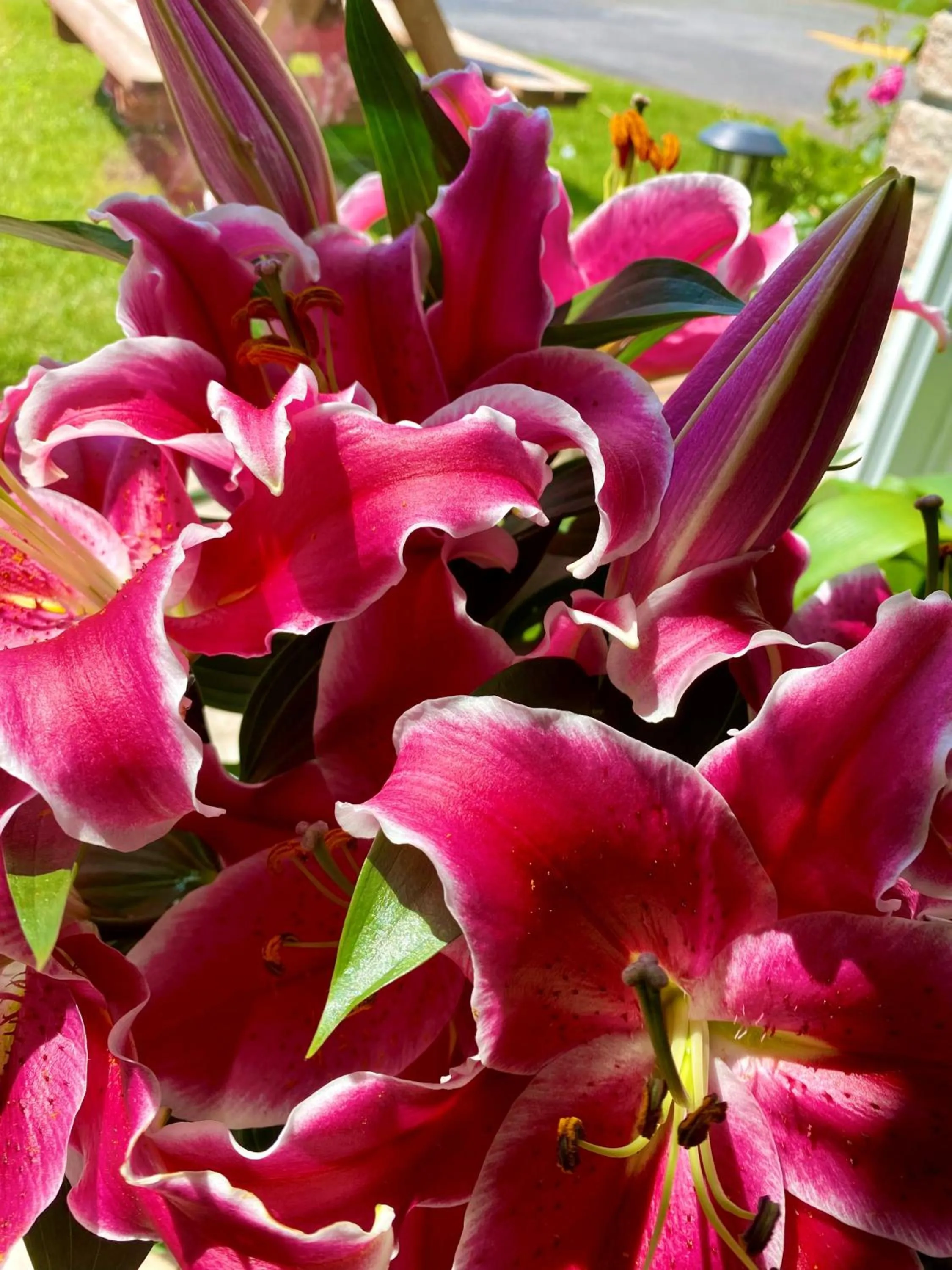 Garden in Hotel Motel Bonsoir