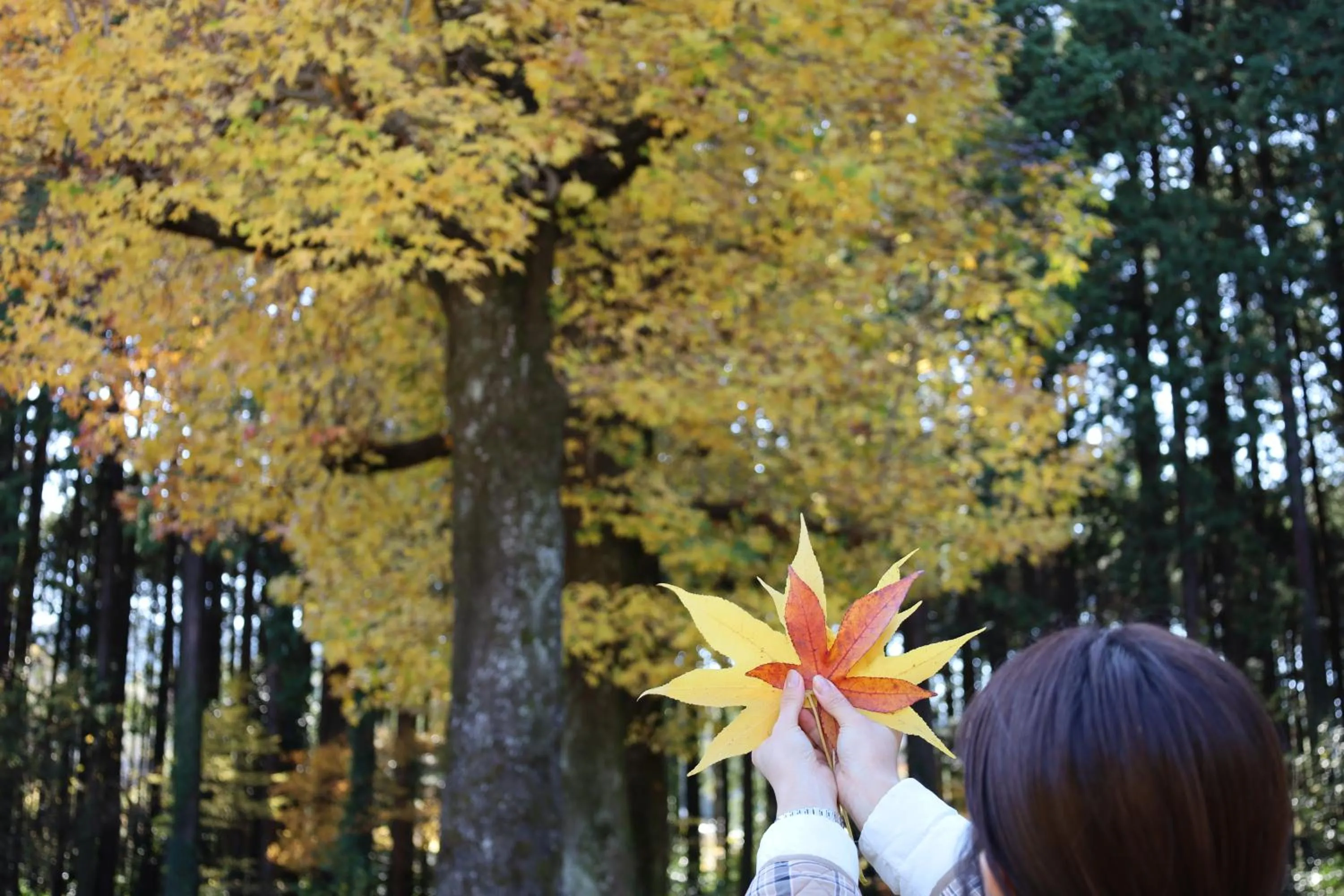 Mt Fuji View Villa Fujino Kirameki Fuji Gotemba