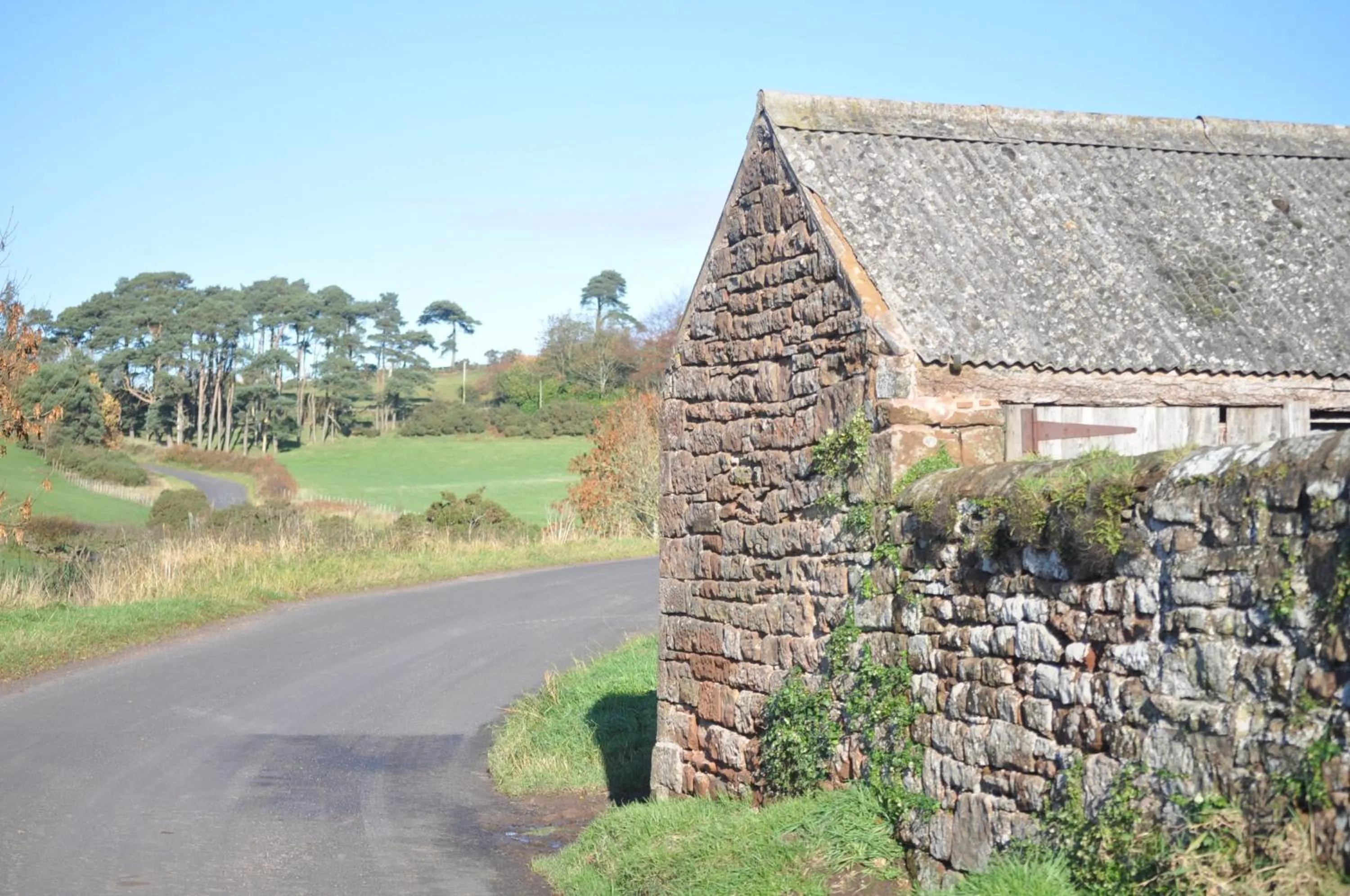 Day in String Of Horses