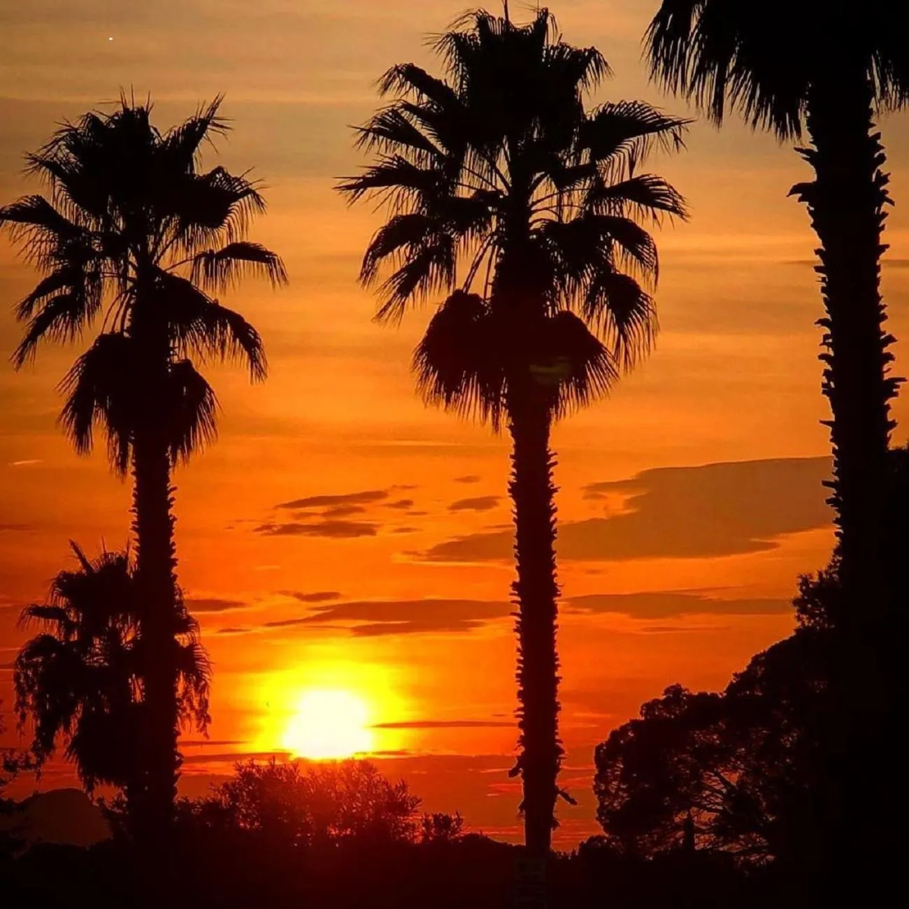 Natural landscape in Residence La Palmeraie