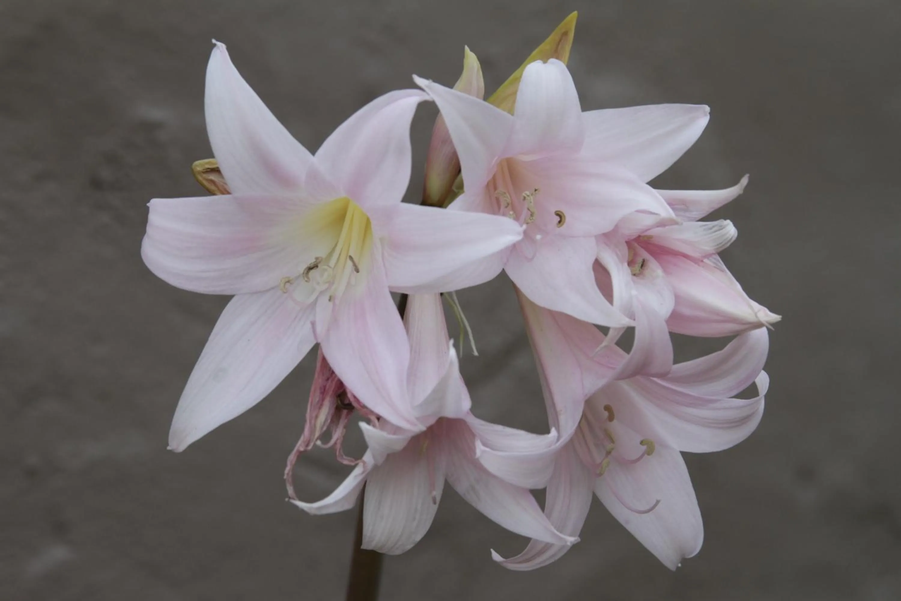 Property building in Jumping Frog Motel