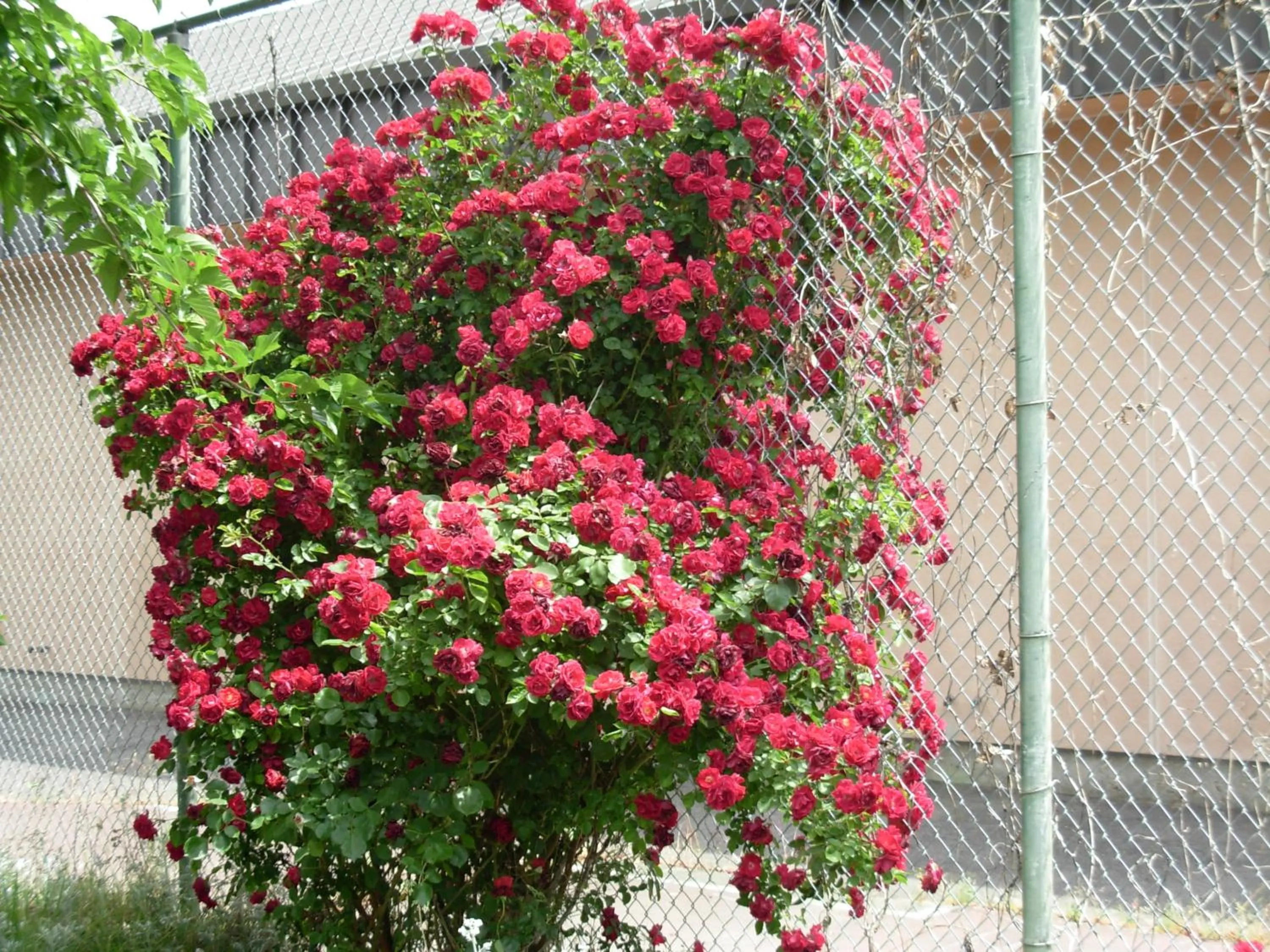 Spring in Jumping Frog Motel