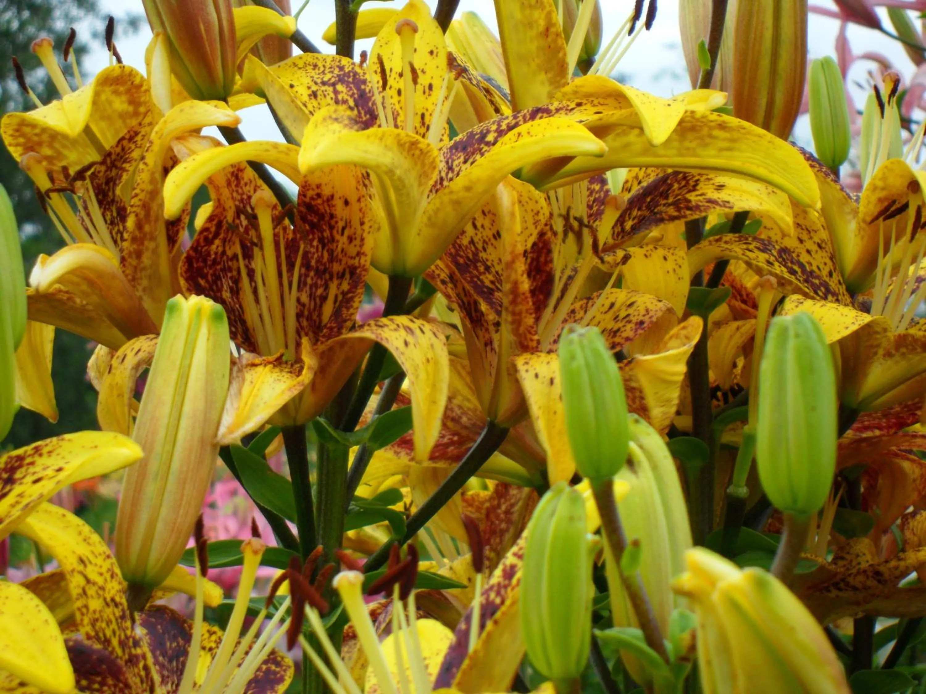 Garden in Westway Inn Motel