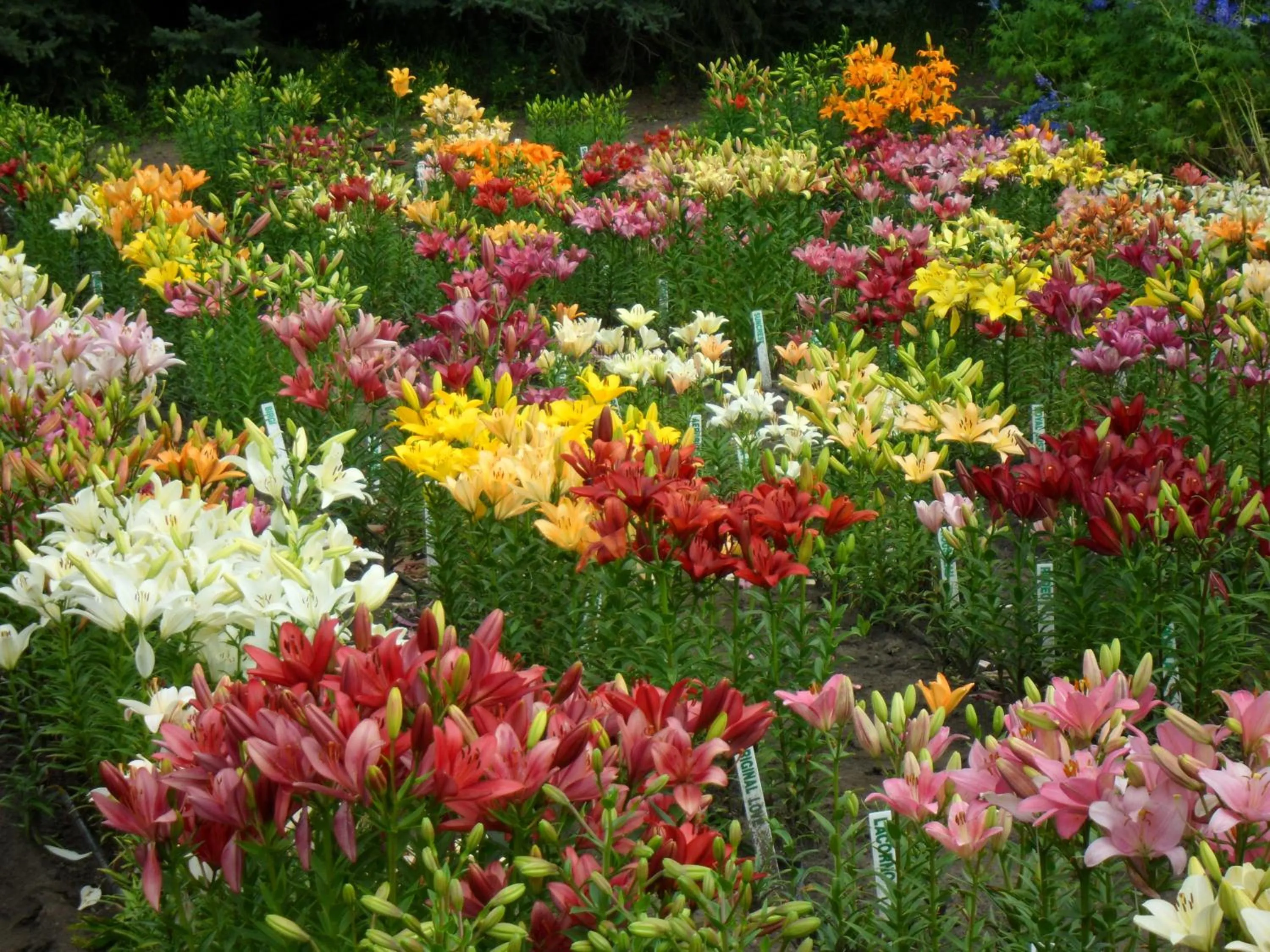 Garden in Westway Inn Motel