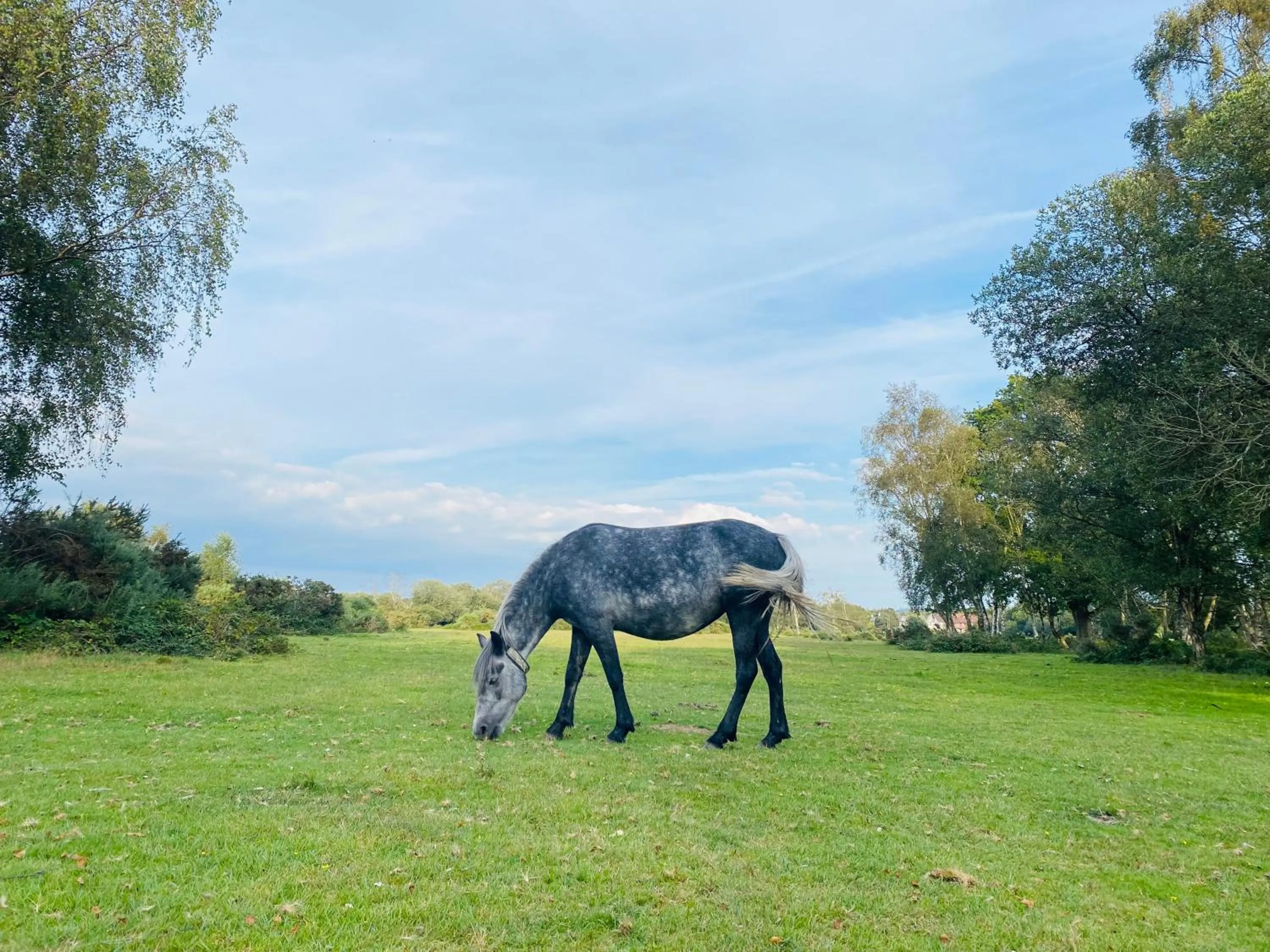 Natural landscape in Cottage Lodge Hotel