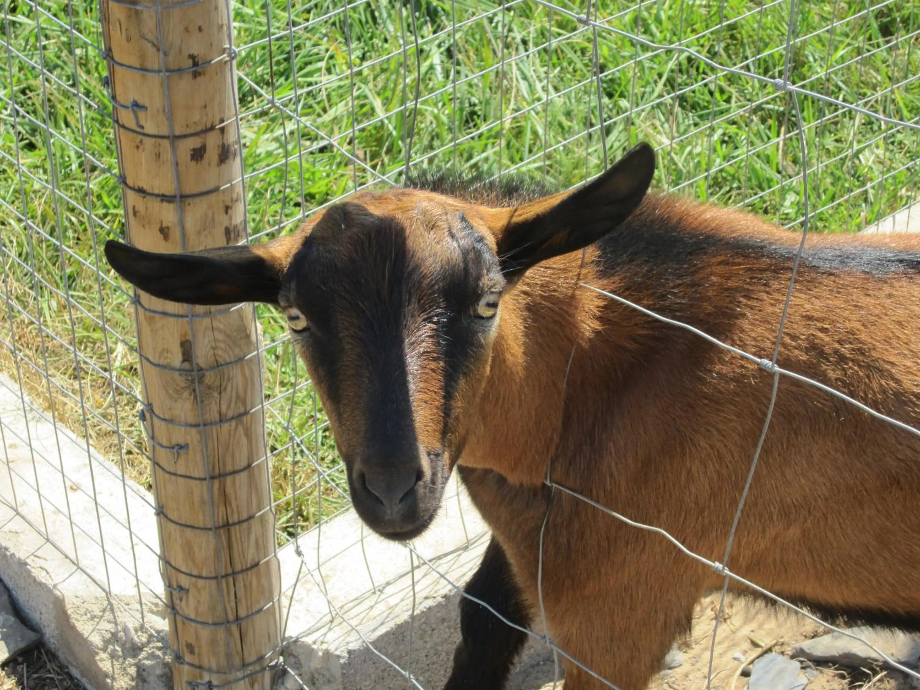 Animals in Monte do Zeca