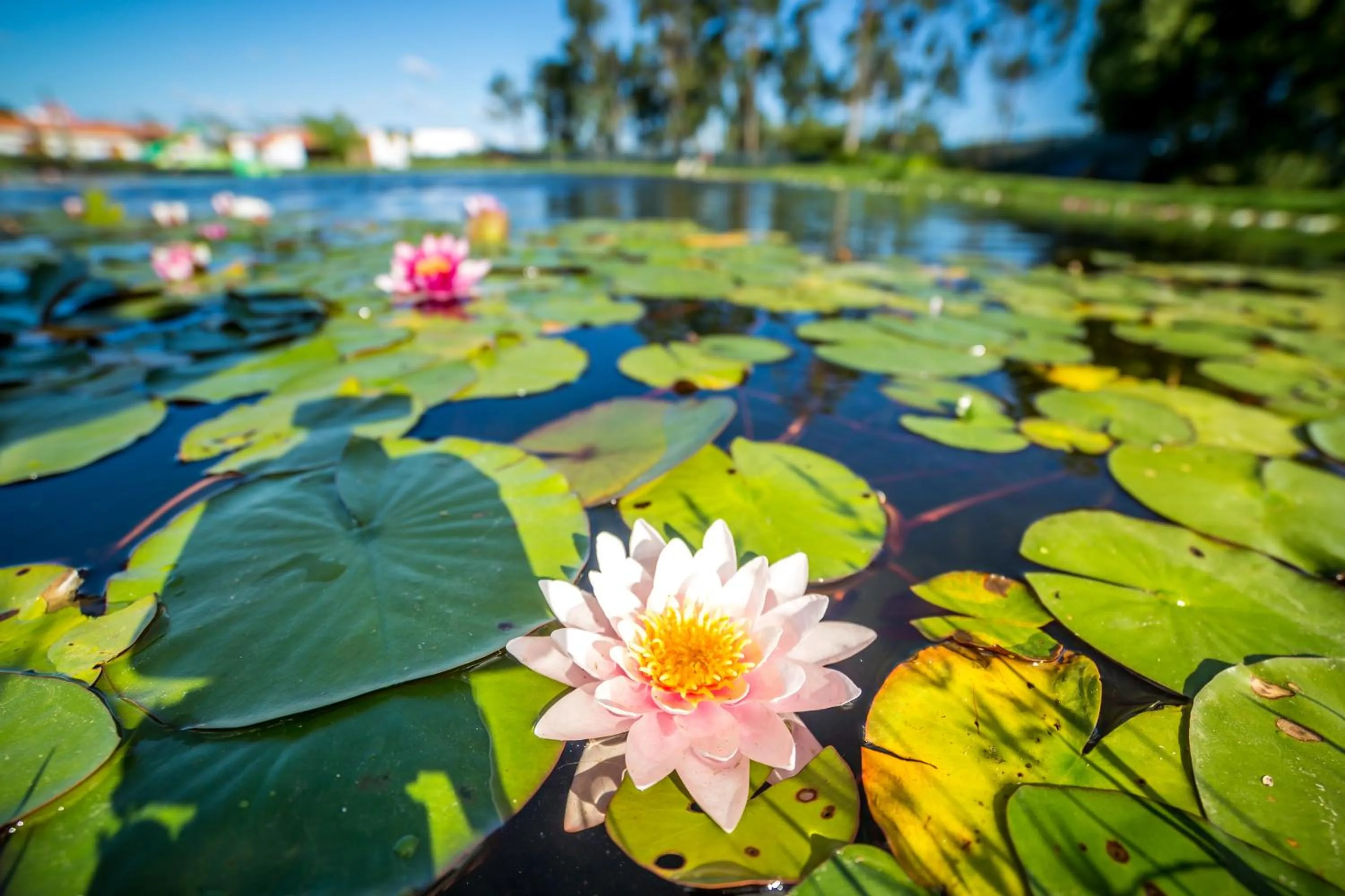 Lake view in Monte do Zeca