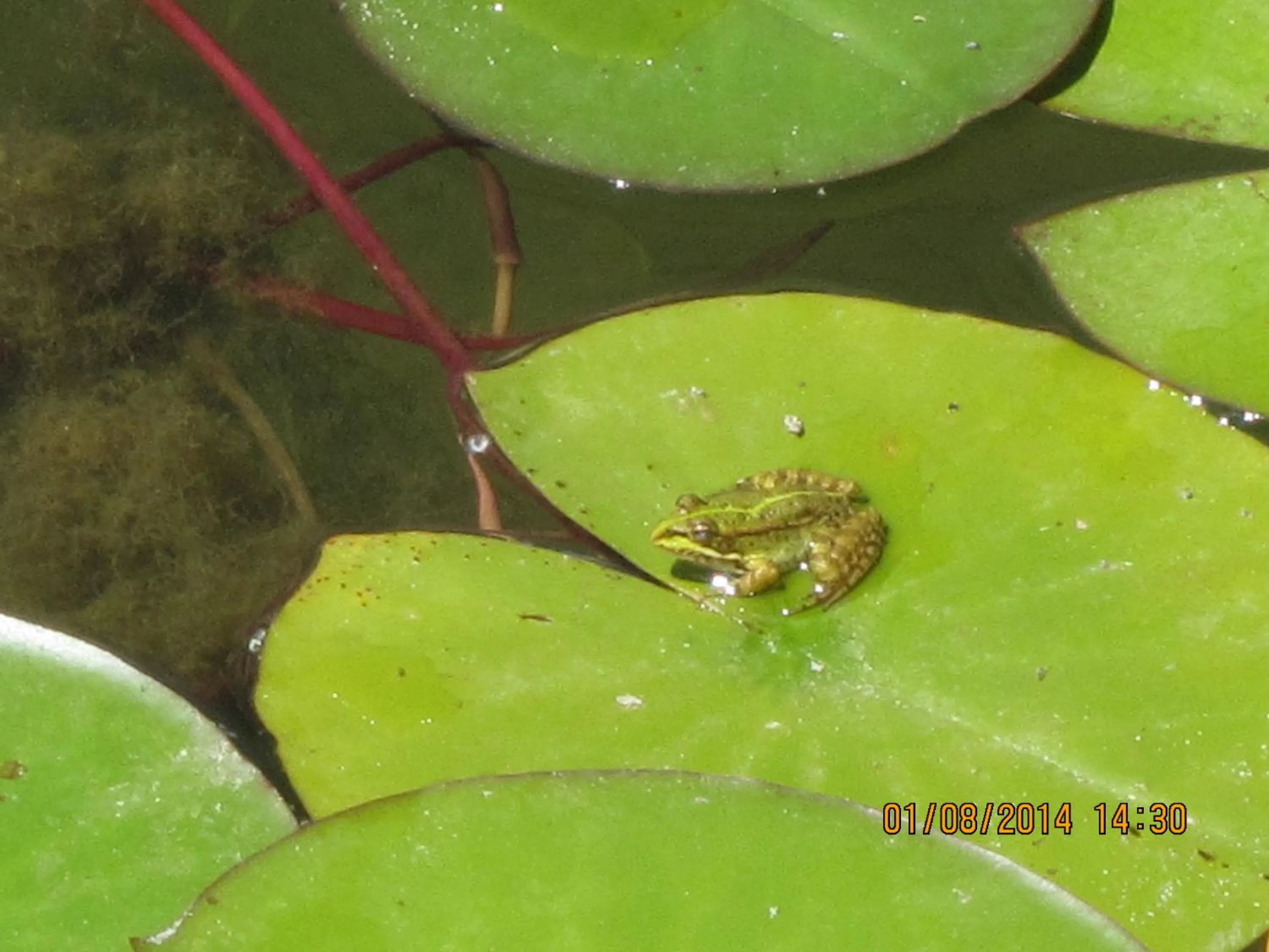 Swimming pool in Monte do Zeca