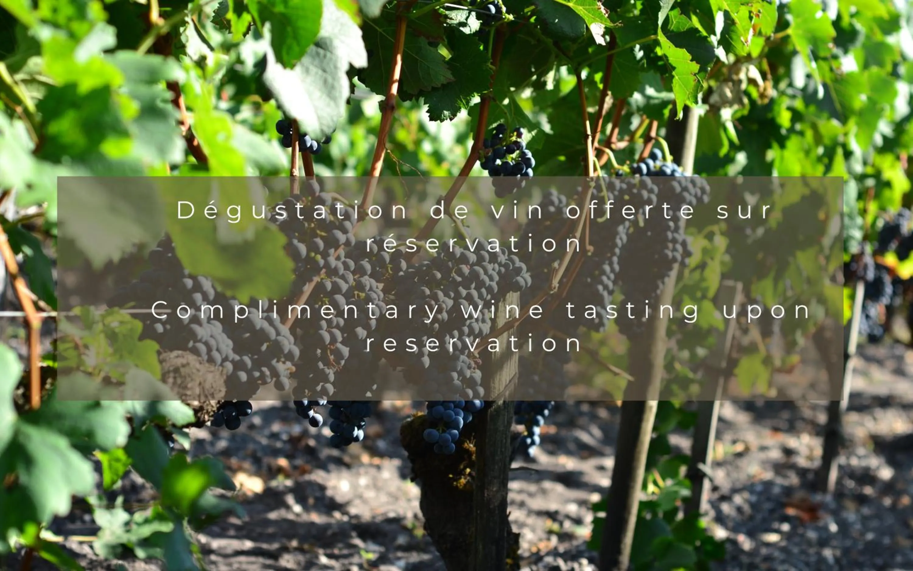 Activities in Château Léognan, Domaine viticole - proche Bordeaux