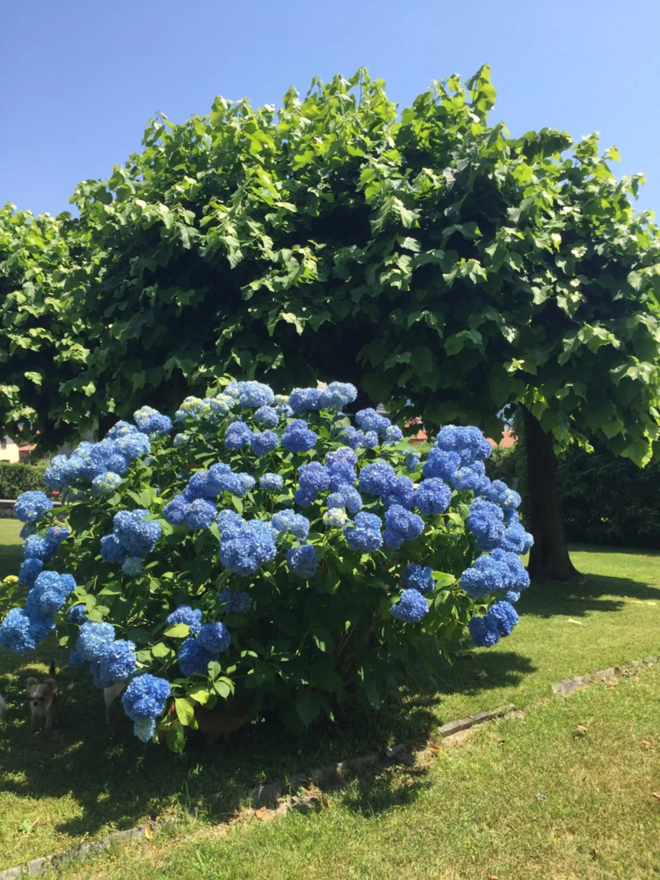 Garden view in B&B Il tempo del sogno con cani e gatti Pet&Breakfast
