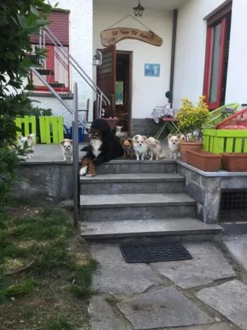 Facade/entrance in B&B Il tempo del sogno con cani e gatti Pet&Breakfast