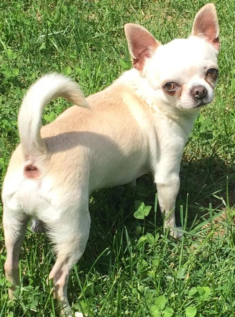 Pets in B&B Il tempo del sogno con cani e gatti Pet&Breakfast