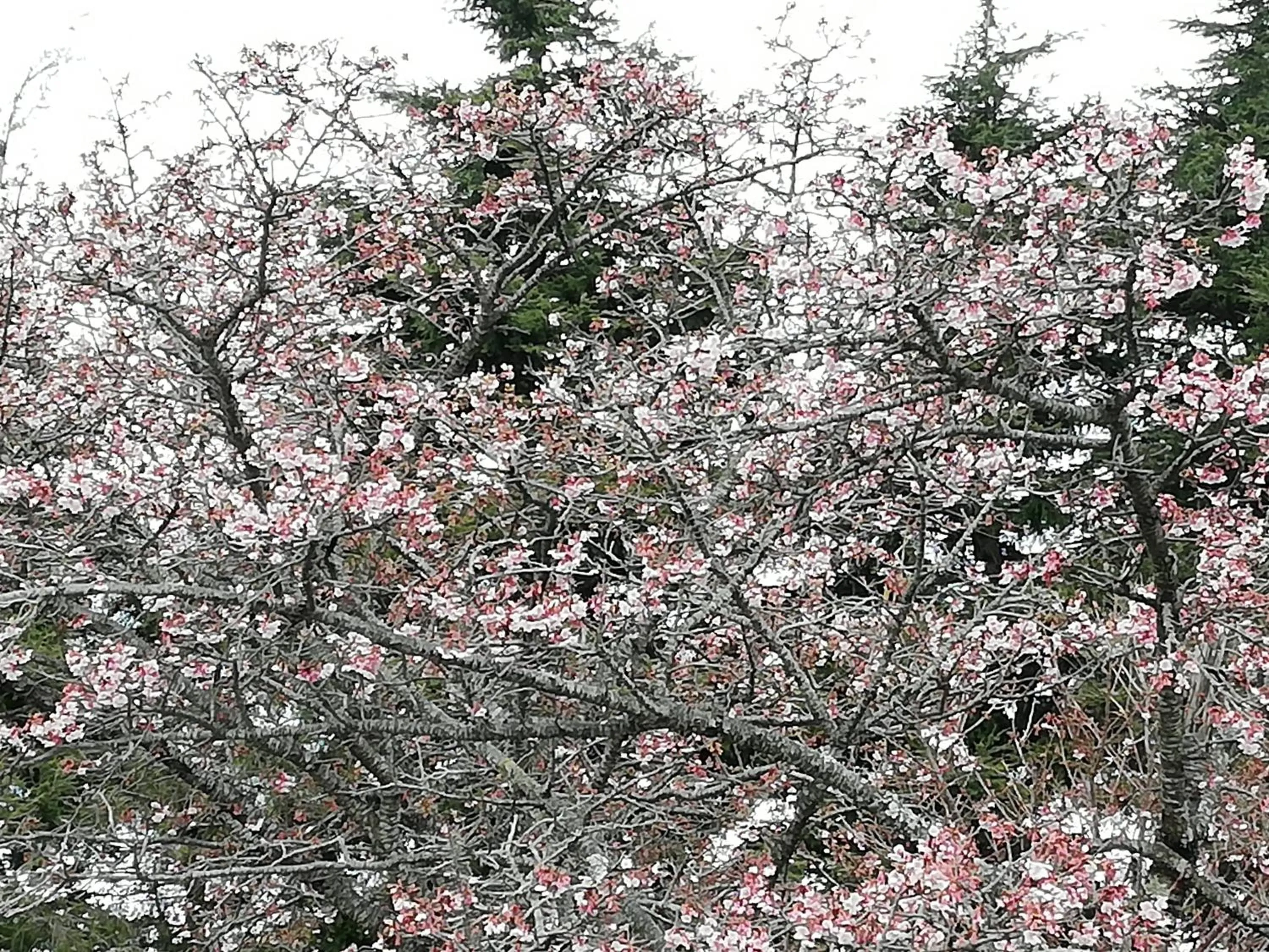 Spring in Pension Izukogen