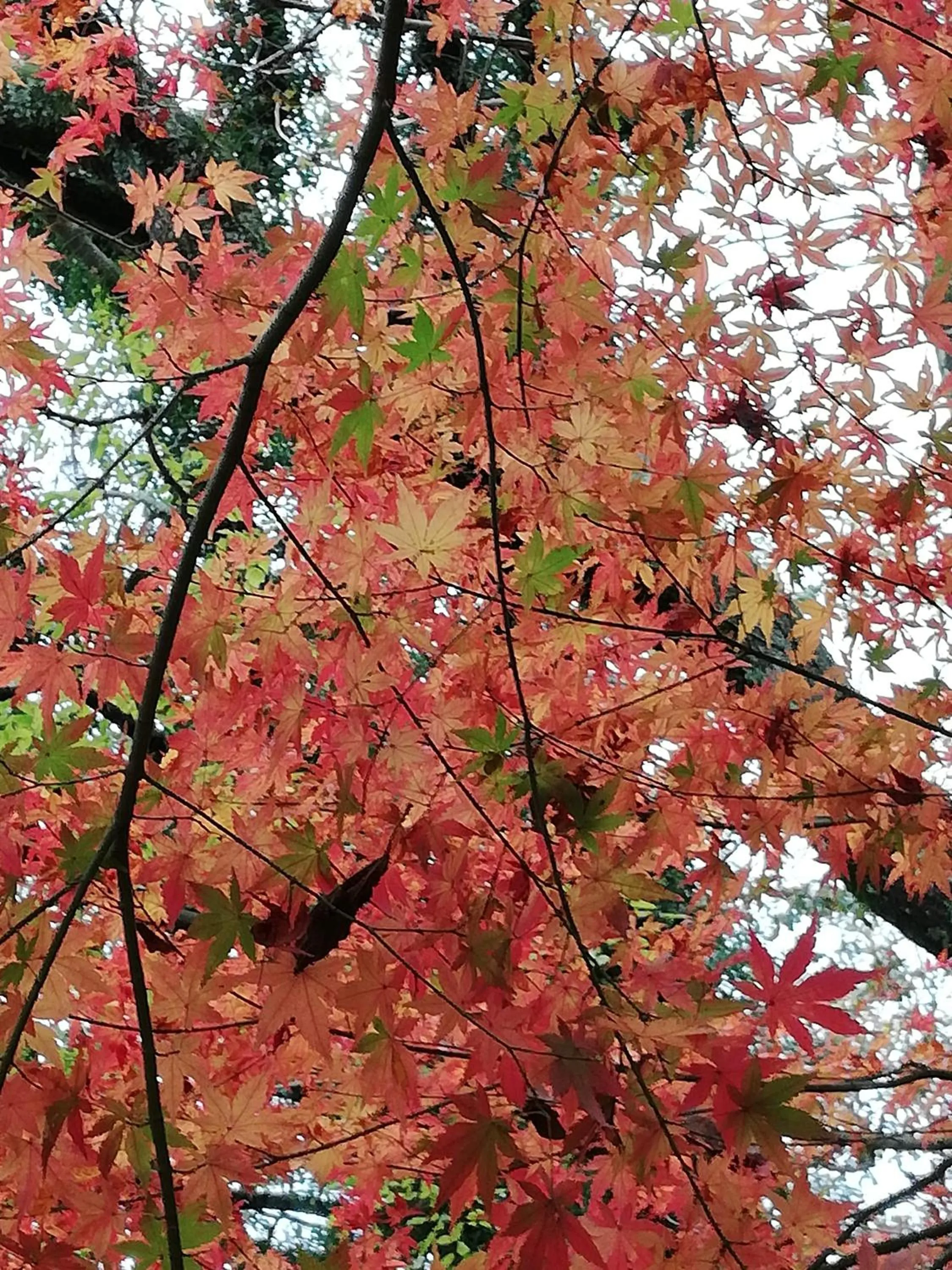 Off site in Pension Izukogen