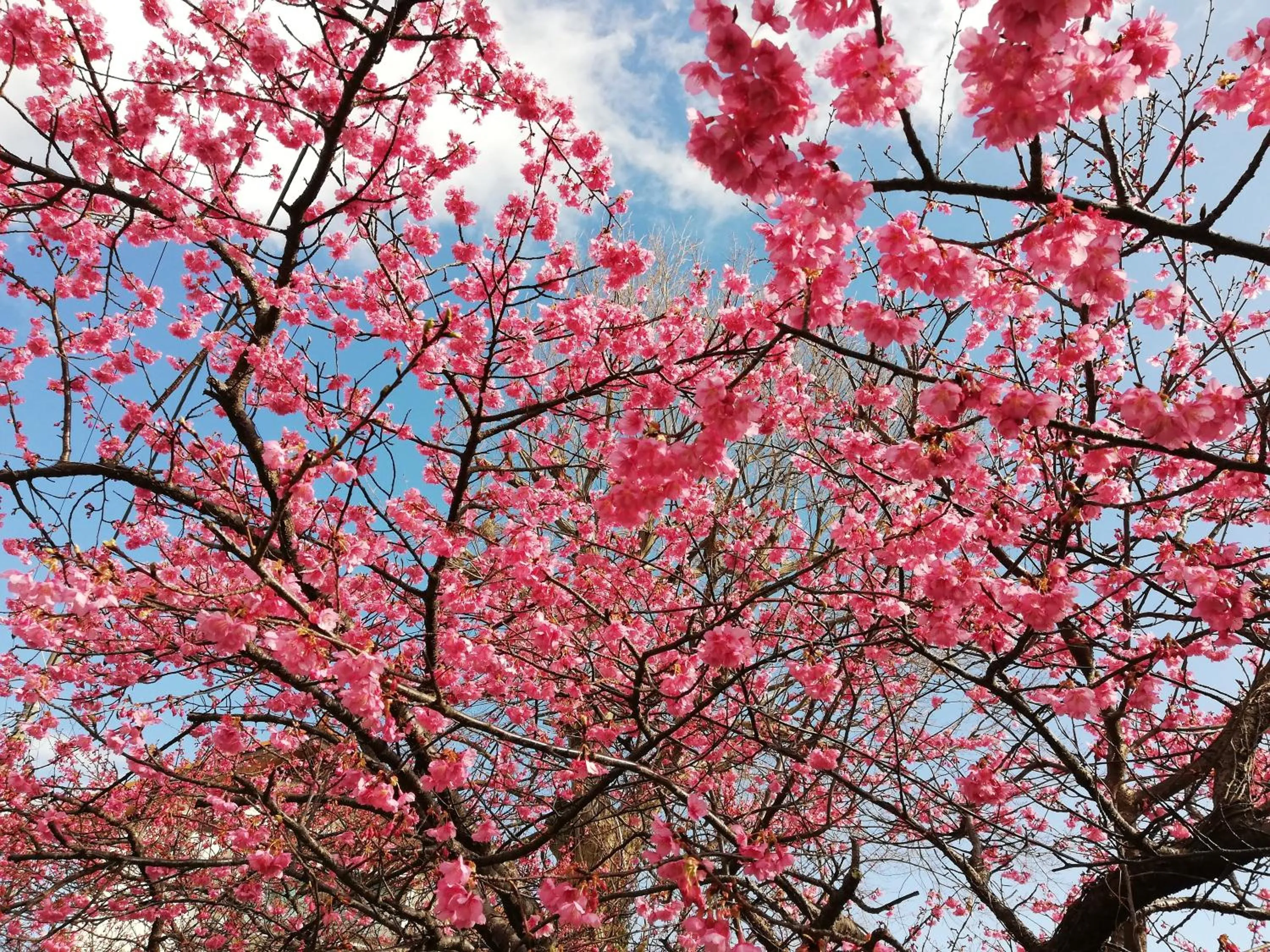 Spring in Pension Izukogen