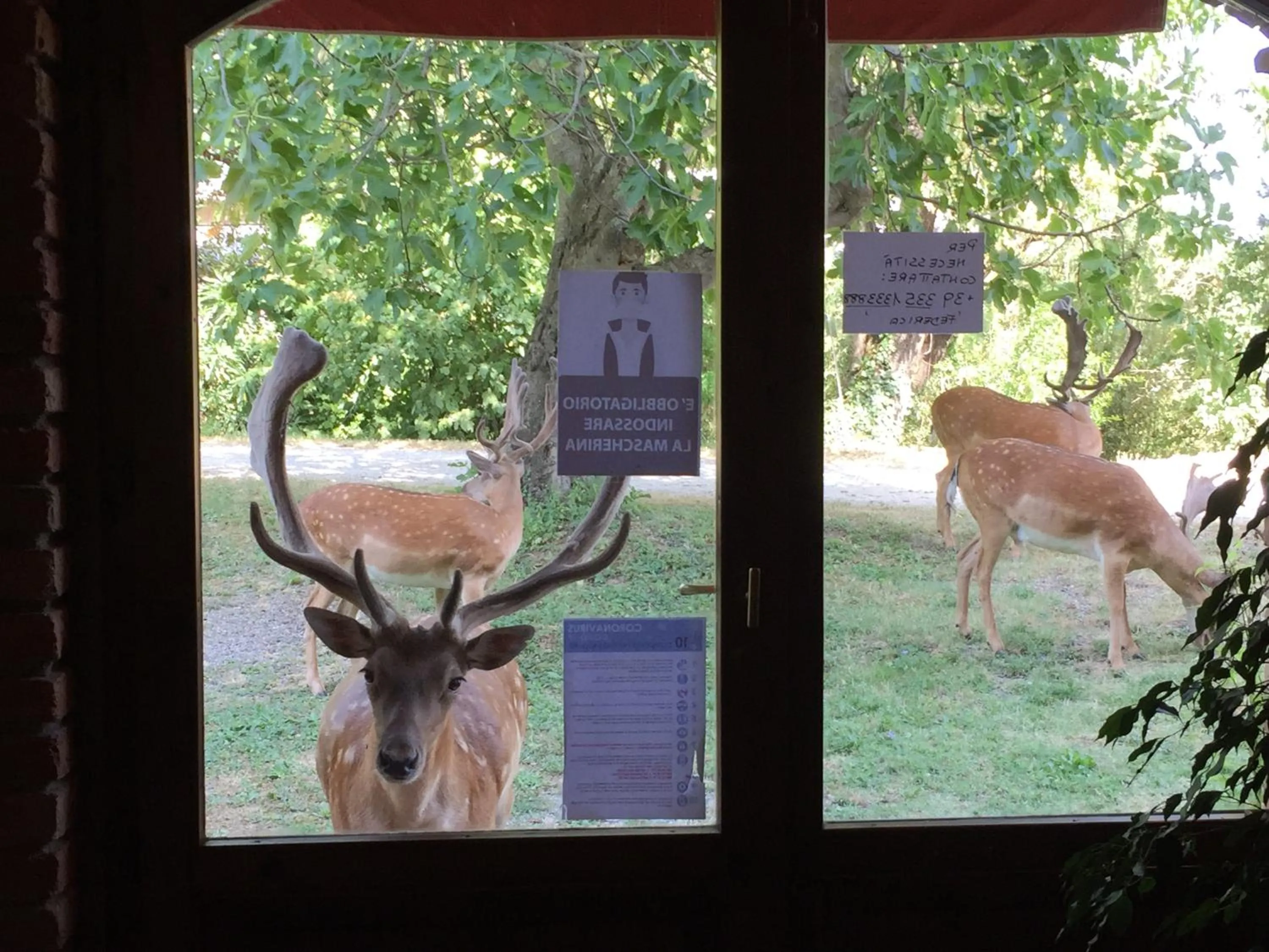 Animals in Hotel Giogliano