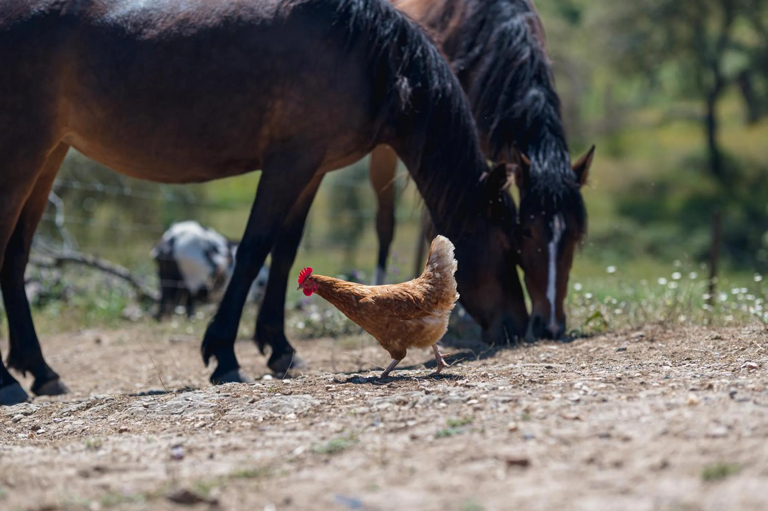 Monte Gois Country House e Spa
