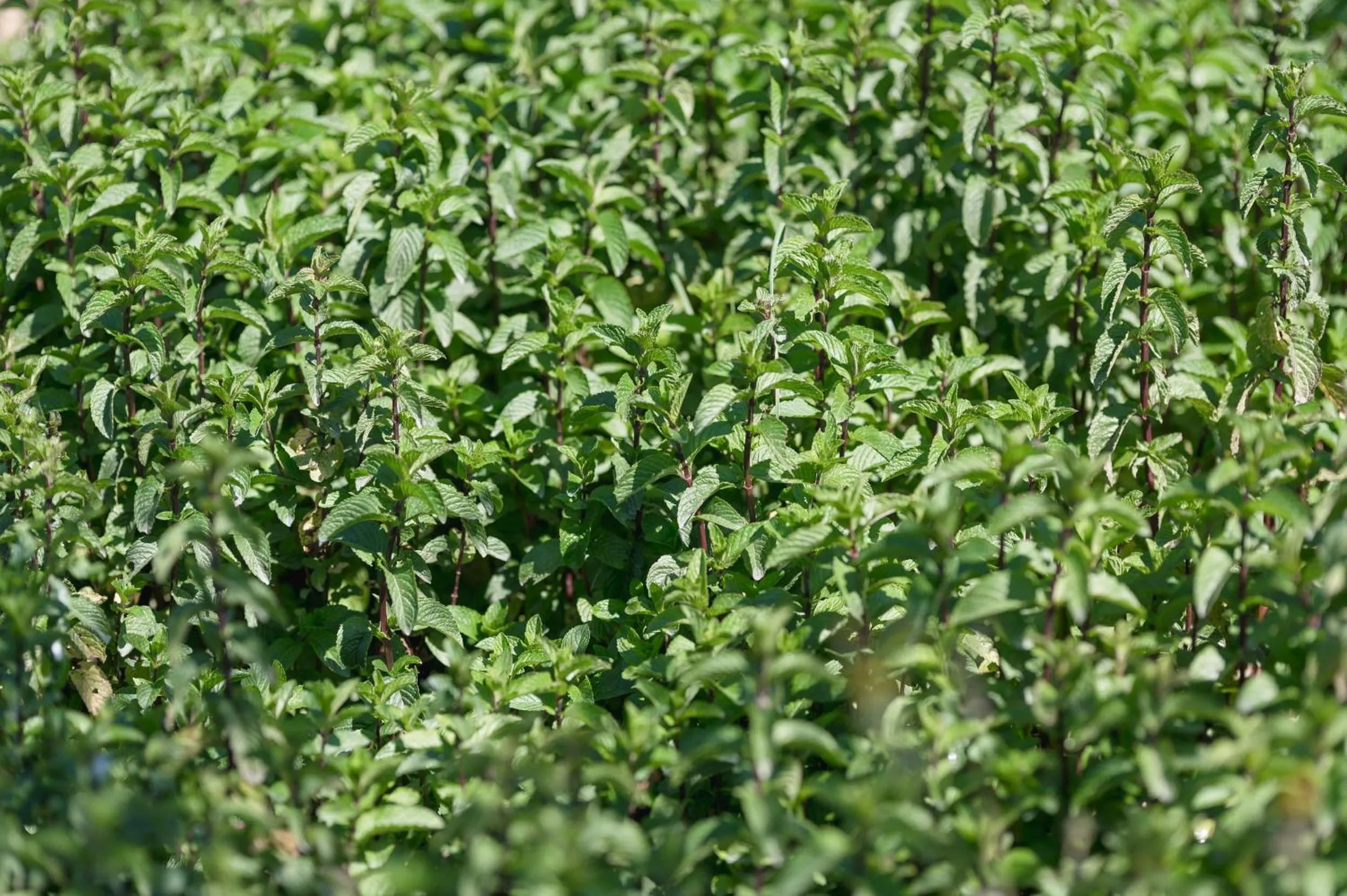 Monte Gois Country House e Spa