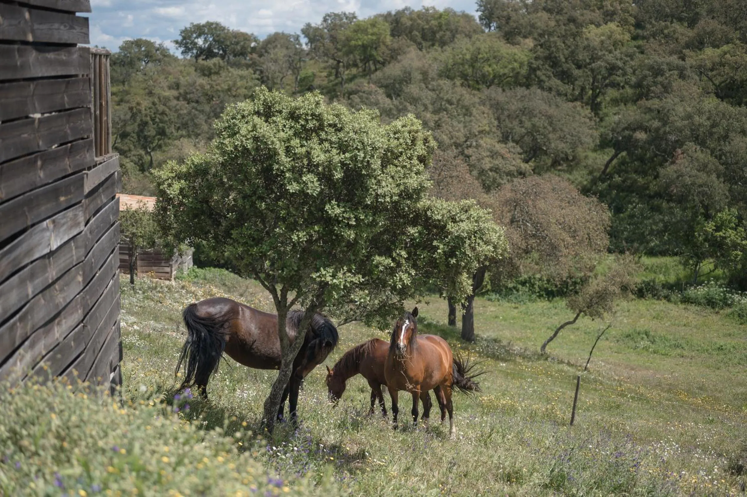 Monte Gois Country House e Spa
