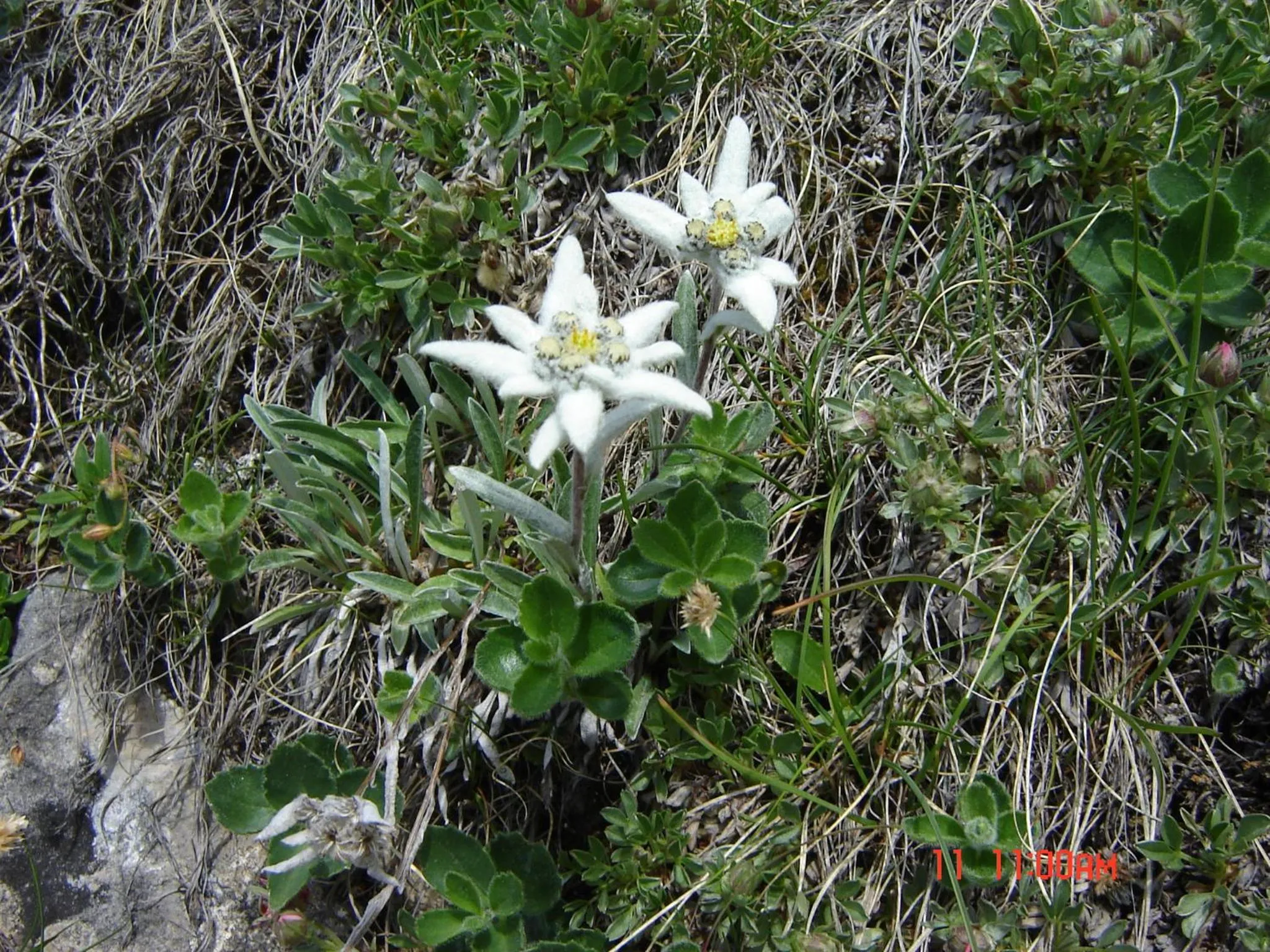 Other in Hotel Stella Alpina