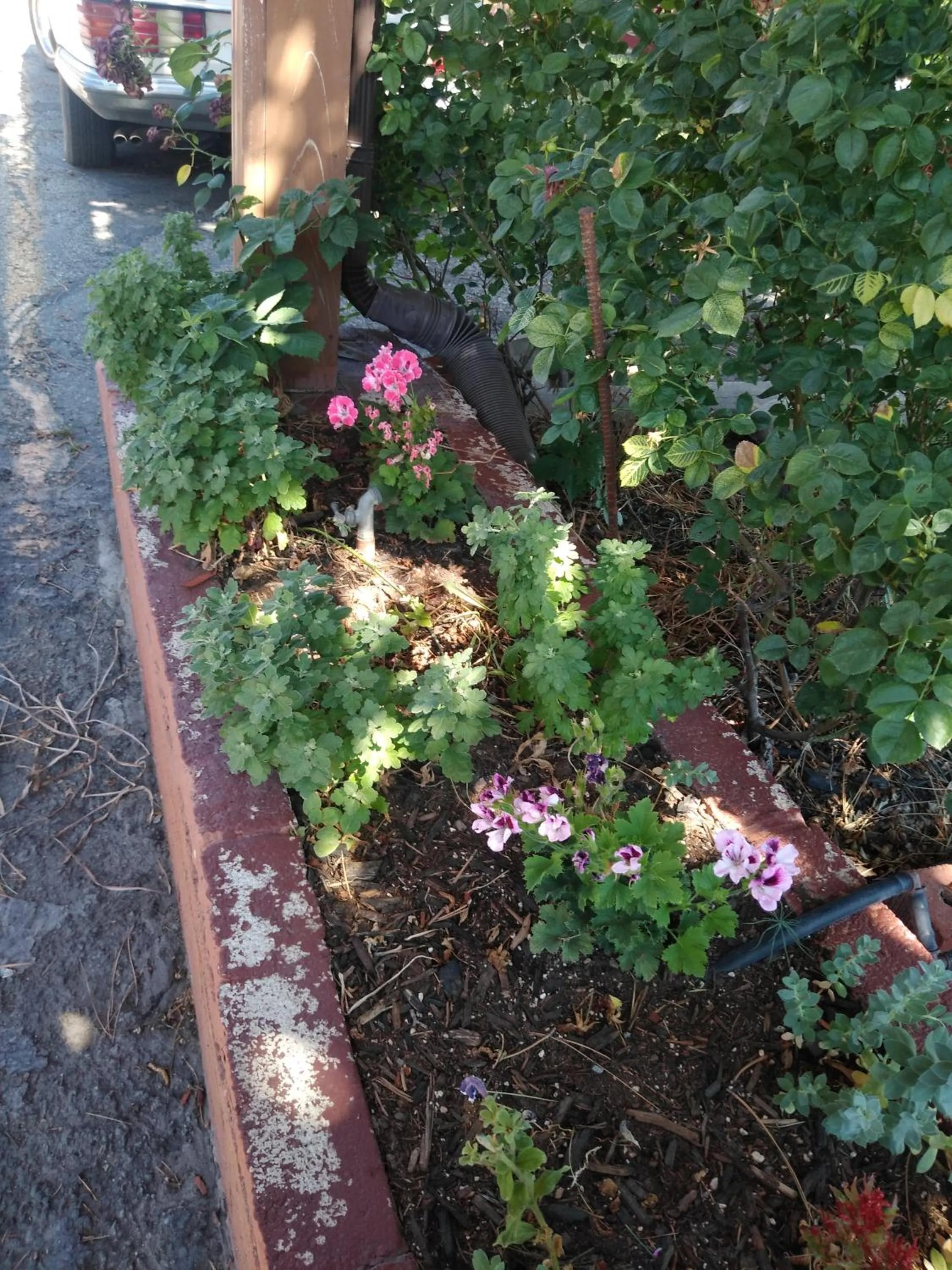 Garden in The Charin Inn