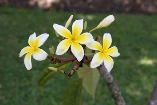 Decorative detail in All Seasons Resort