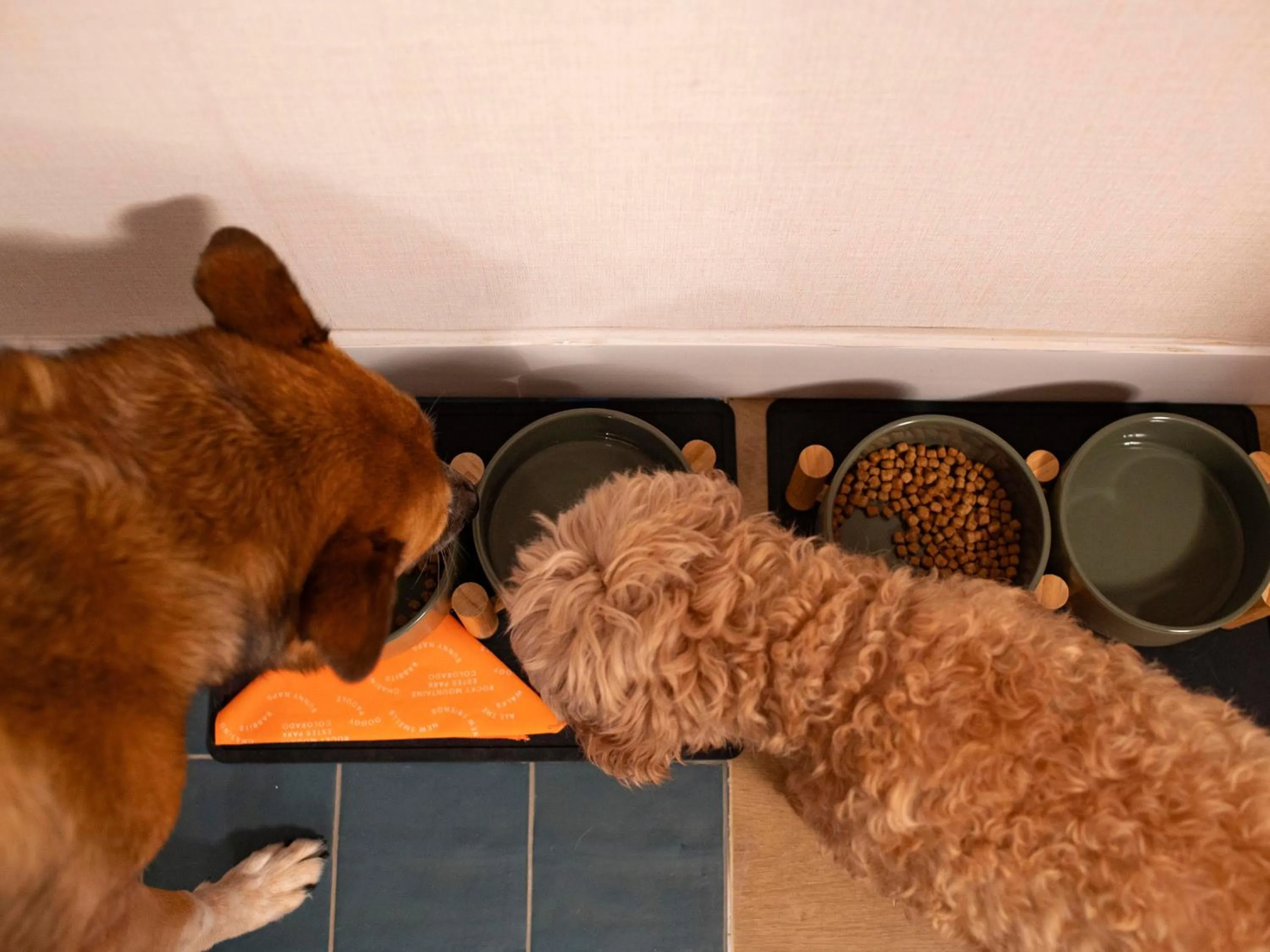 Pets in Trailborn Rocky Mountains