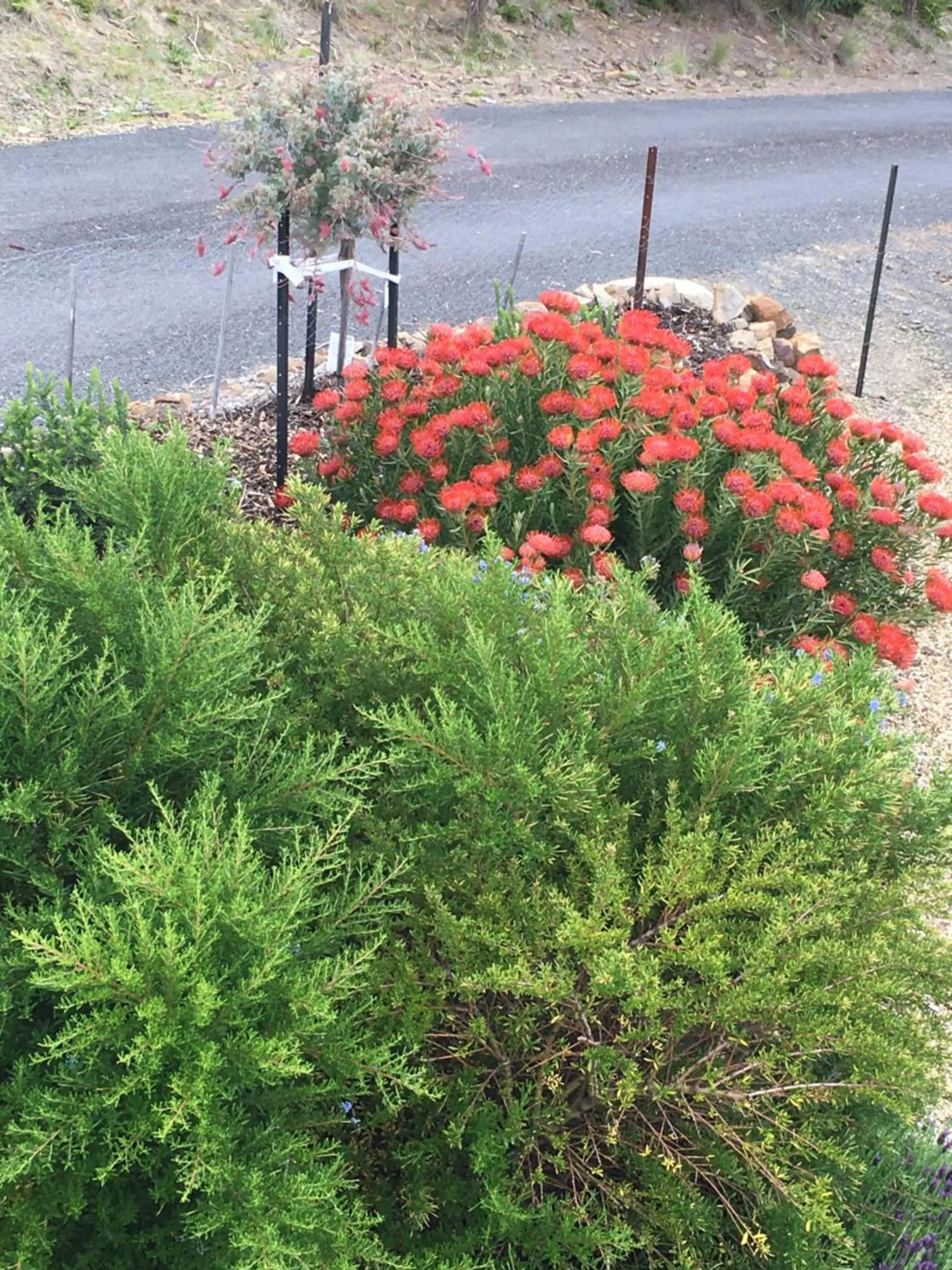 Garden in Storm Bay B&B