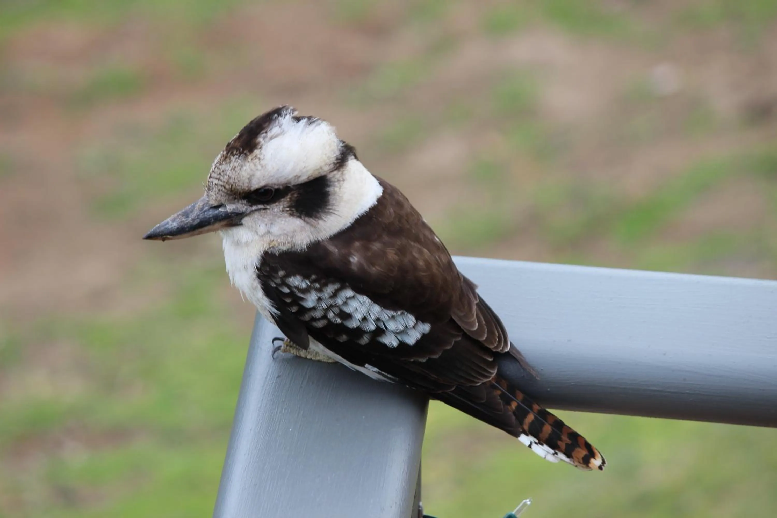 Animals in Storm Bay B&B