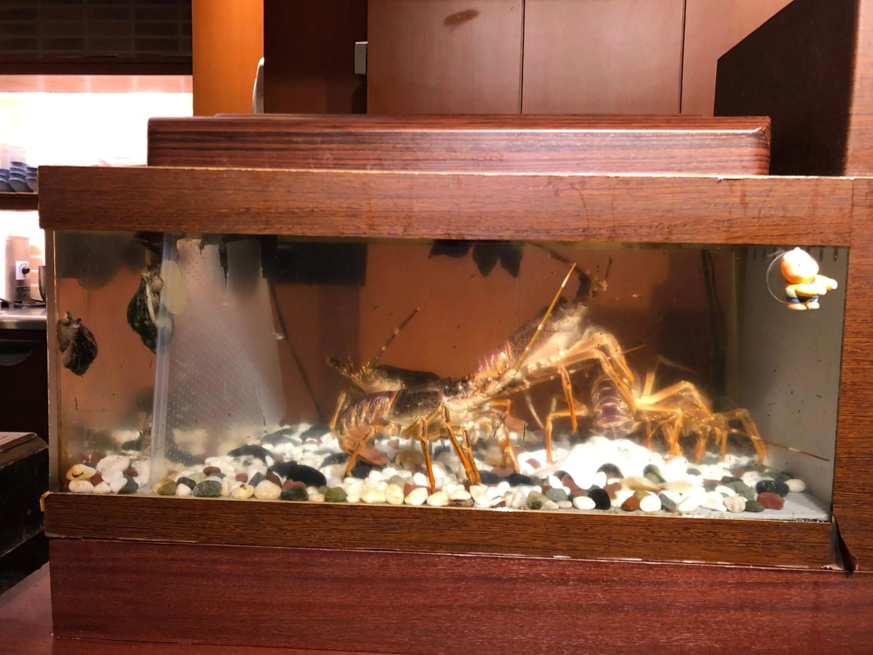 Chateraise Gateaux Kingdom Sapporo