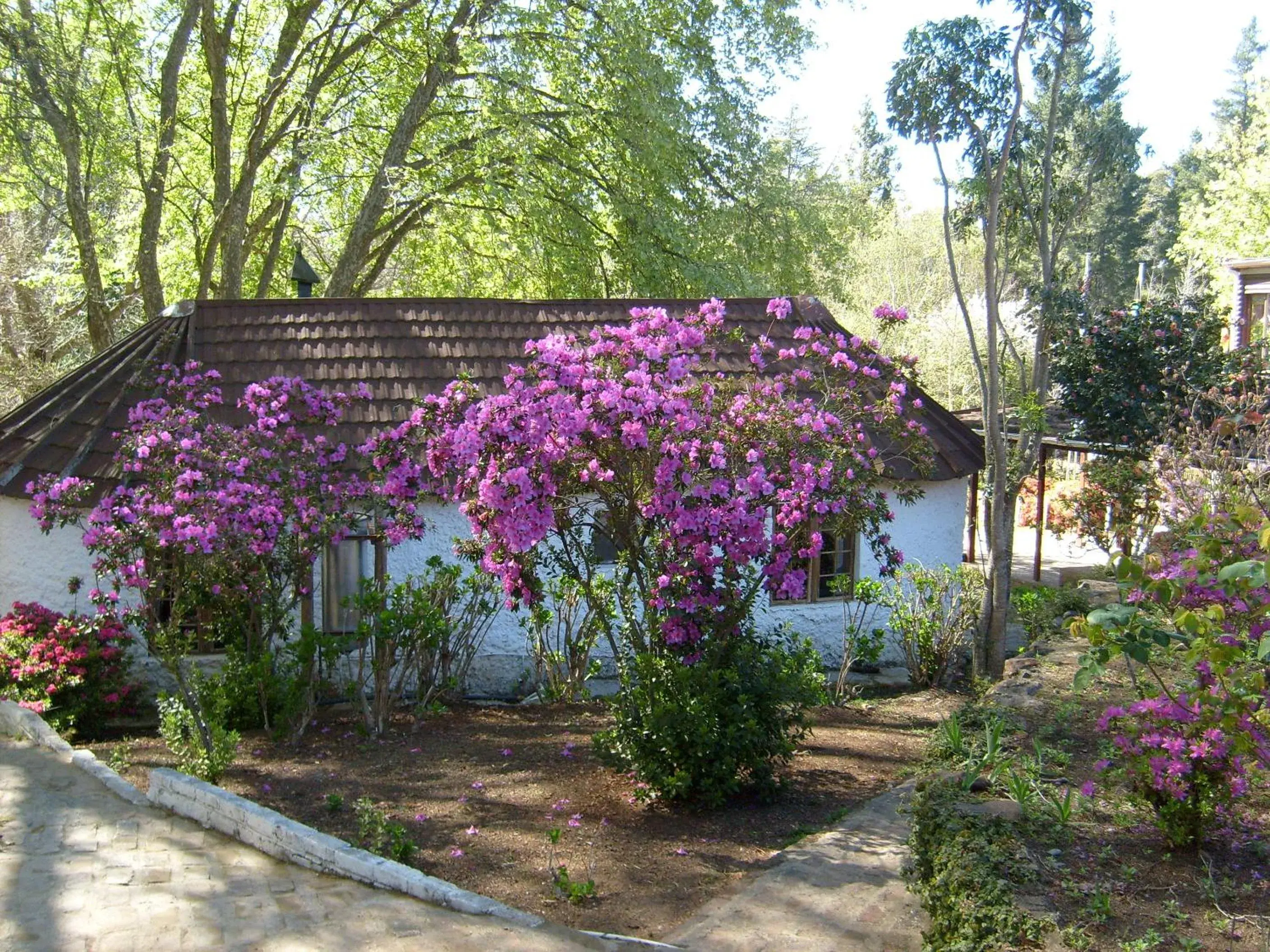 Cottage (2 Adults) in Kings Lodge Hotel Cottage (2 Adults) in Kings Lodge Hotel