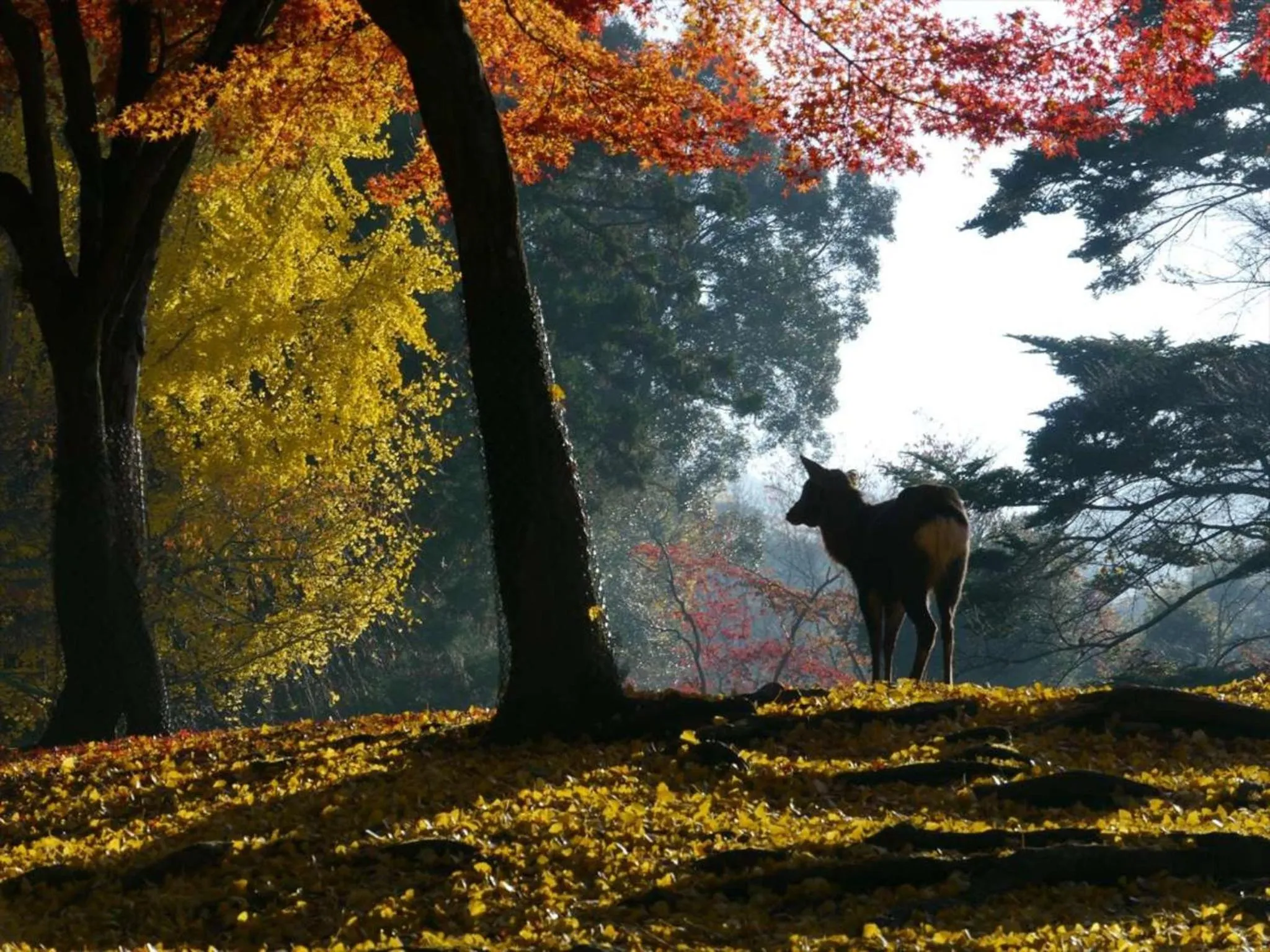 Natural landscape in Hotel New Wakasa