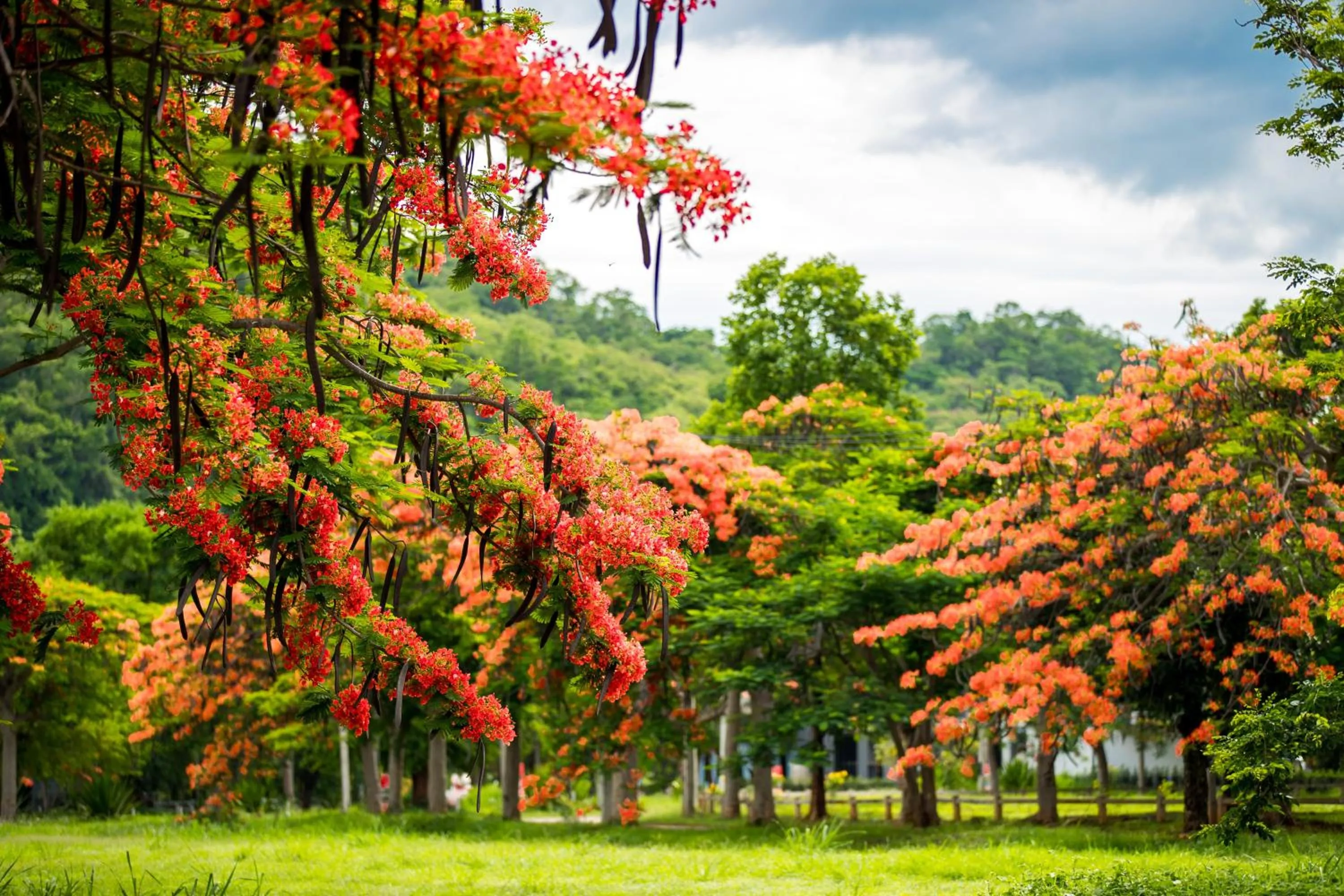 Natural landscape in Diamond Hill Resort