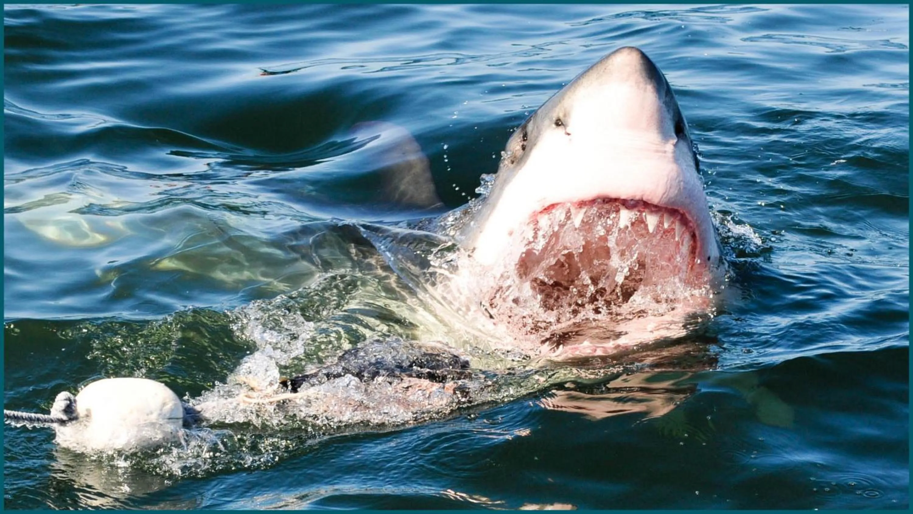 Animals in The Bay Lodge