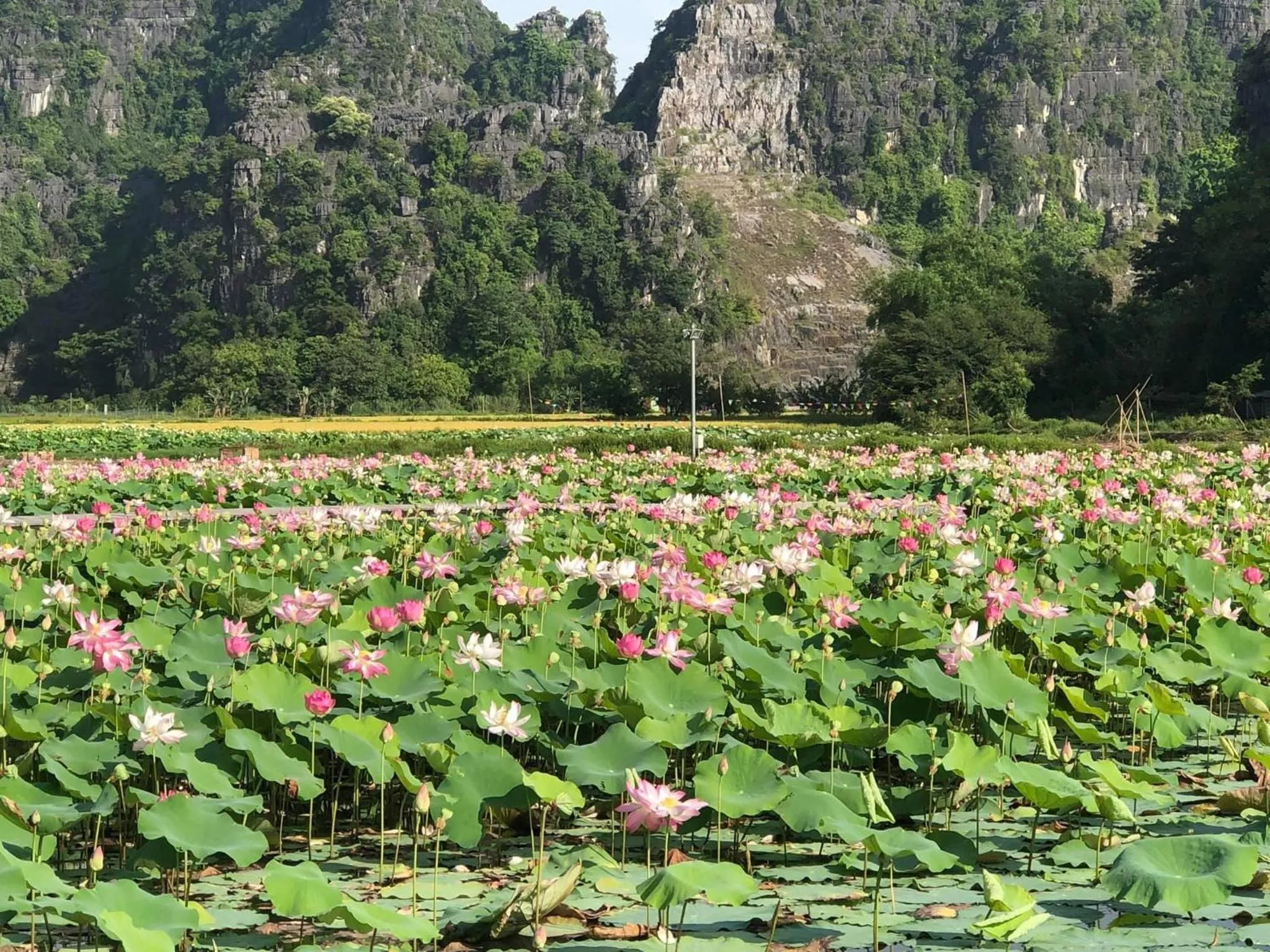 Tam Coc - Thành Homestay