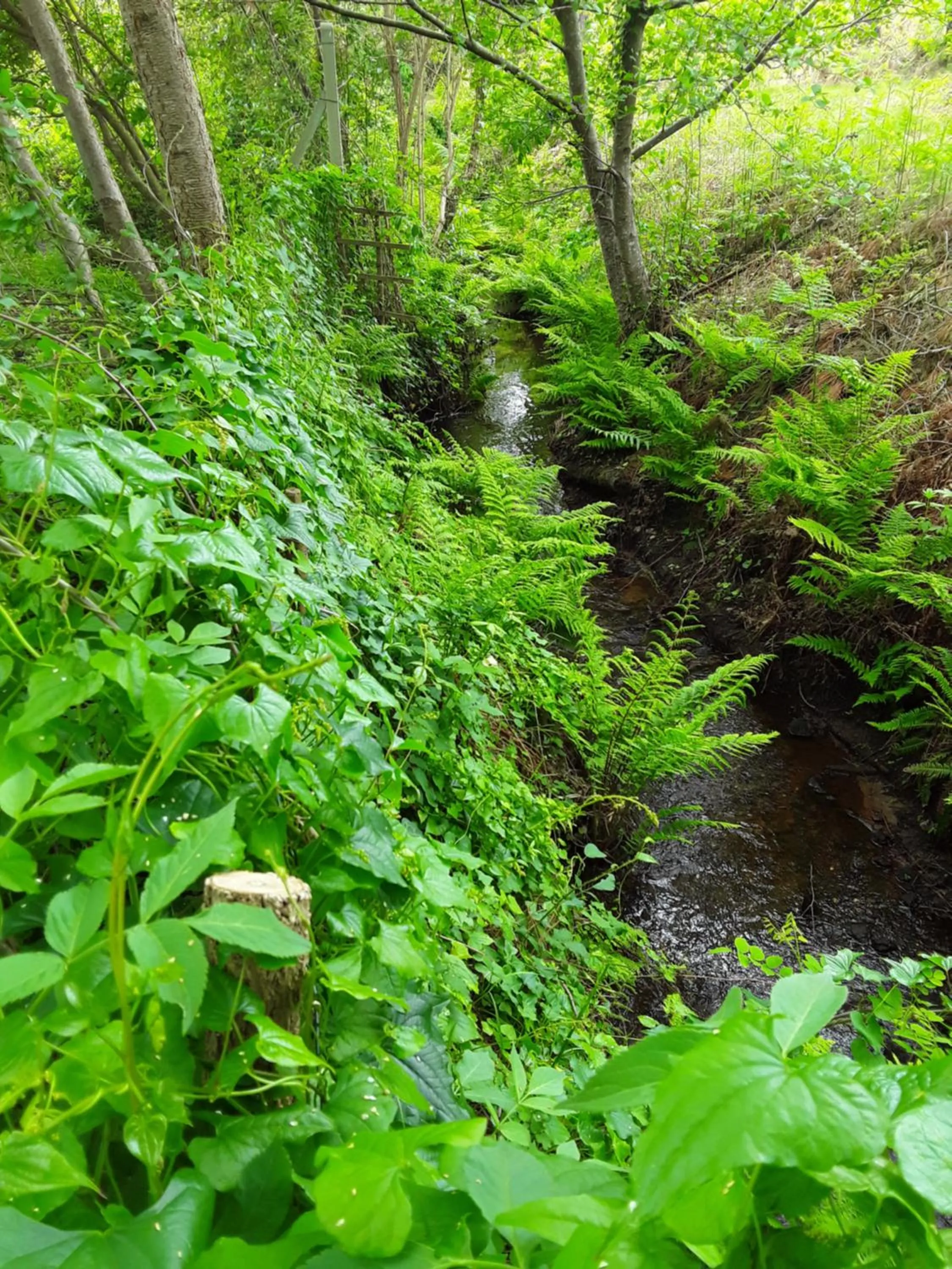Garden in Chambre d'hôtes les Iris à Mios sur le Bassin d'Arcachon