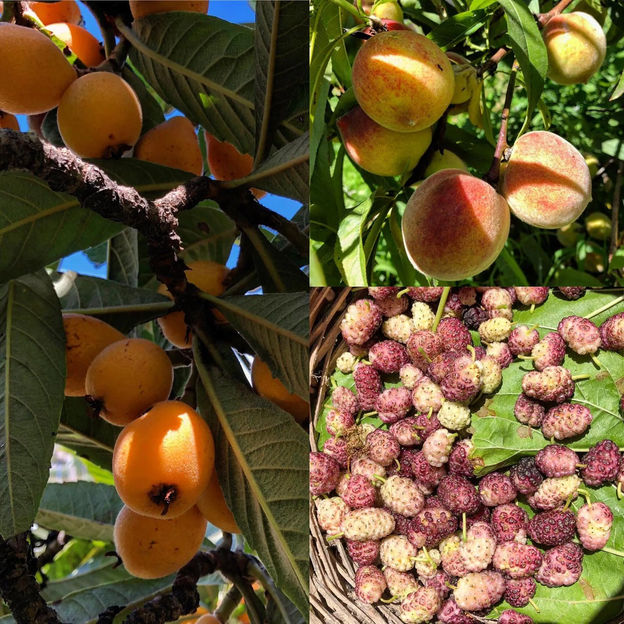 Garden in Lauricella Bed and Breakfast