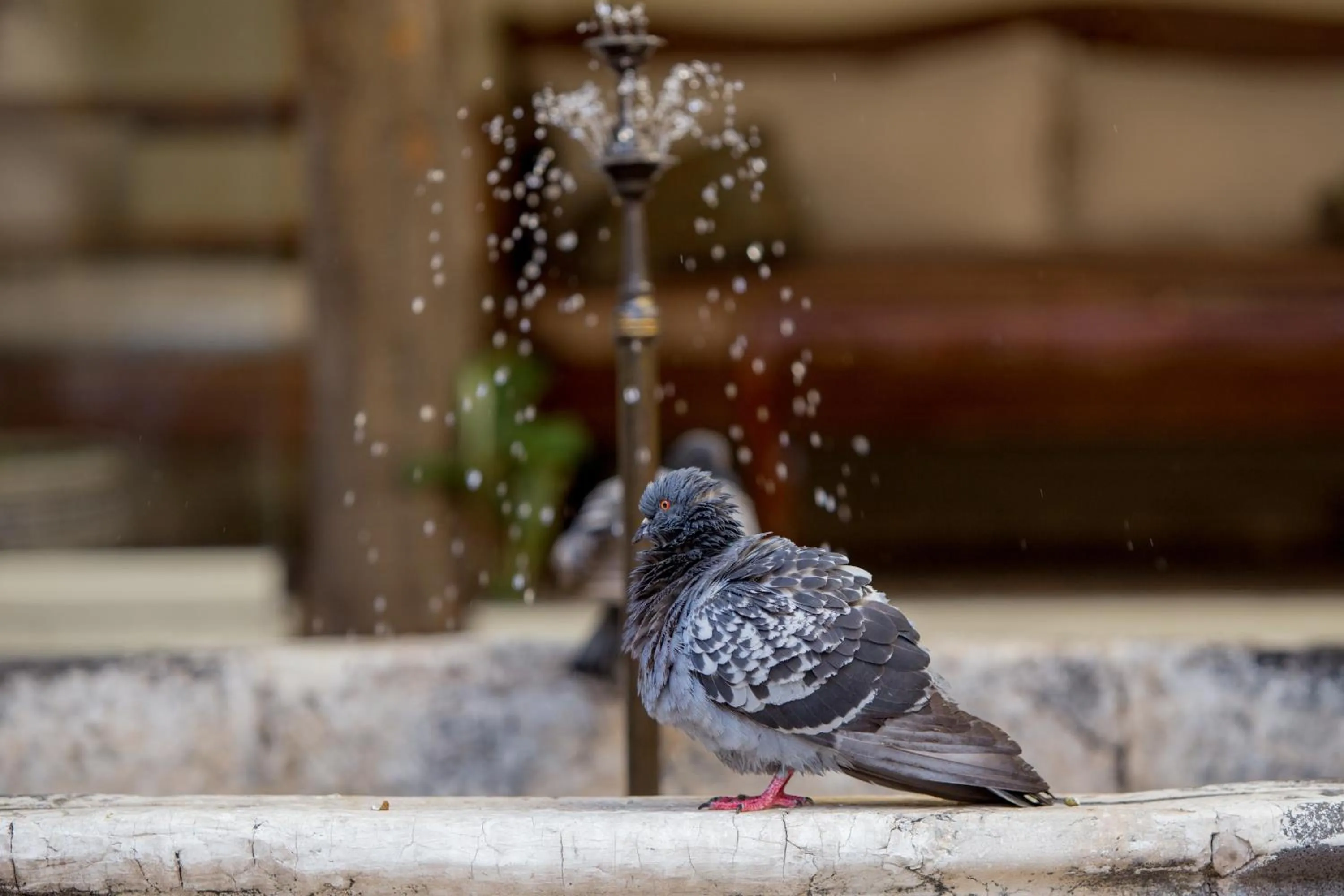 Garden in Anadolu Evleri